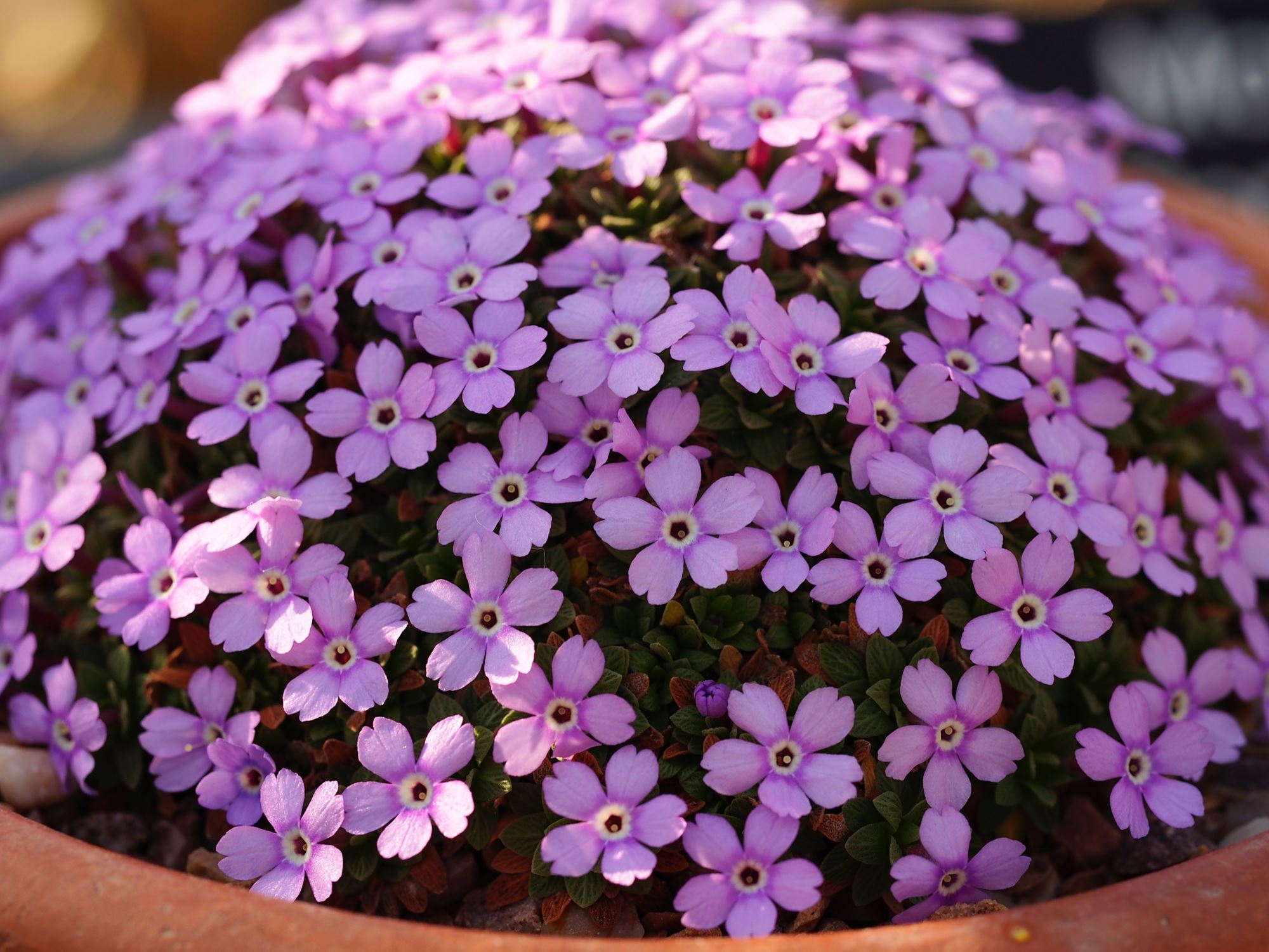 Image of Dionysia 'Ewesley Legacy'