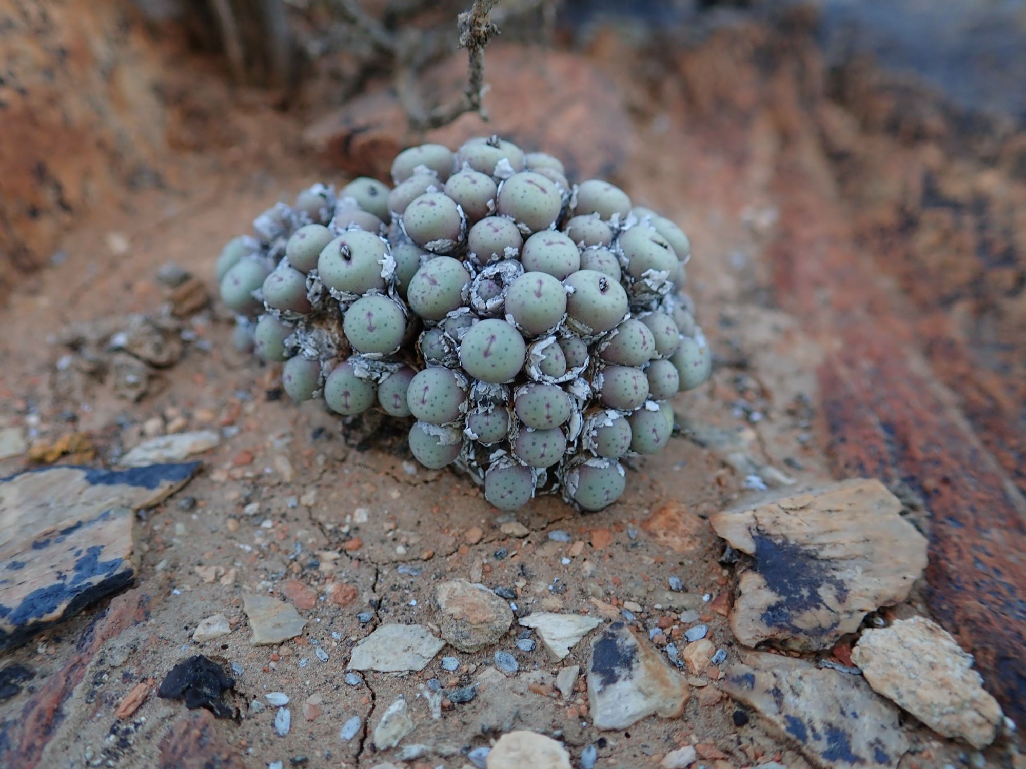 Image of Conophytum breve