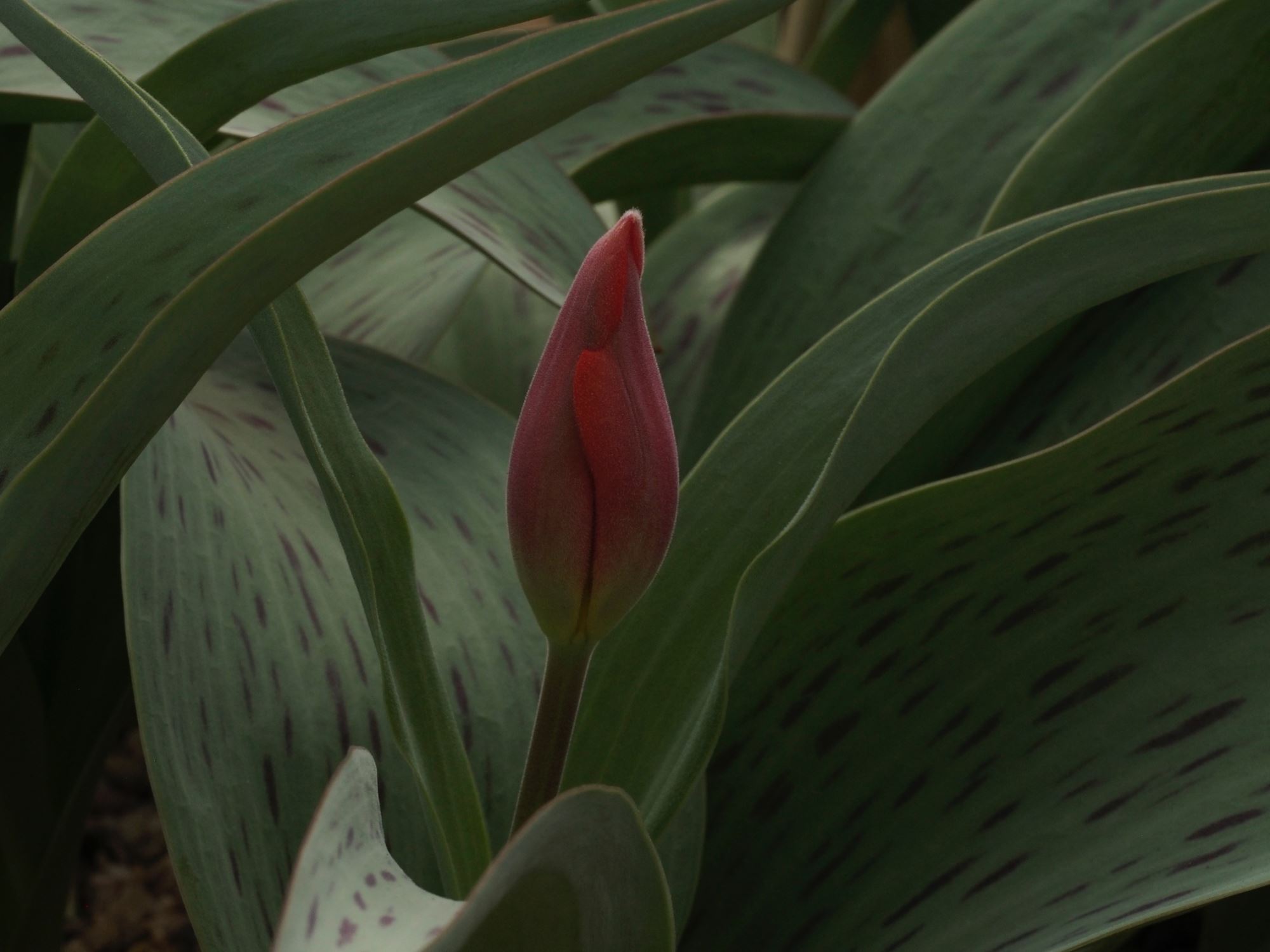 Image of Tulipa greigii 'Cape Cod'