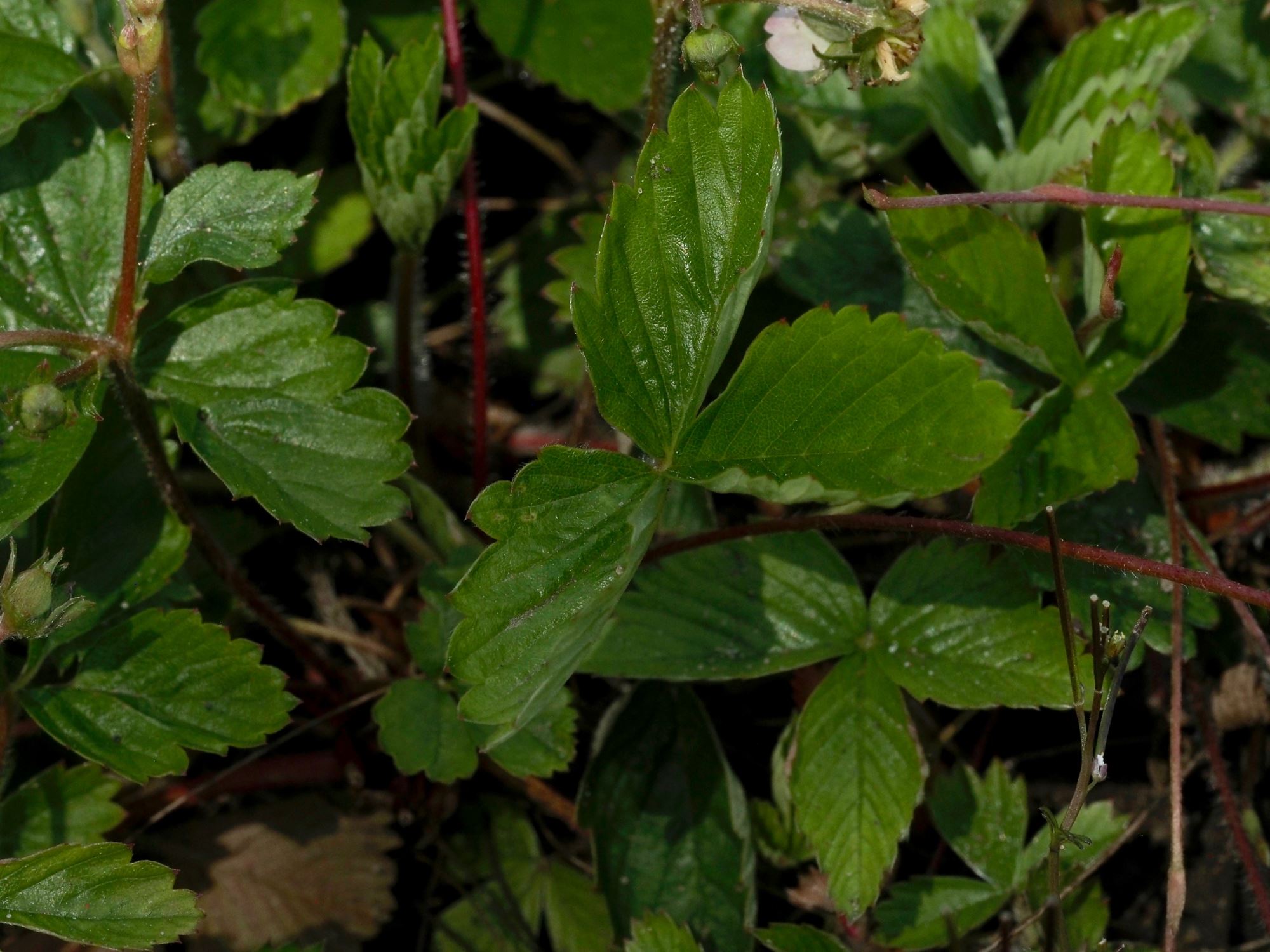 Image of Fragaria vesca
