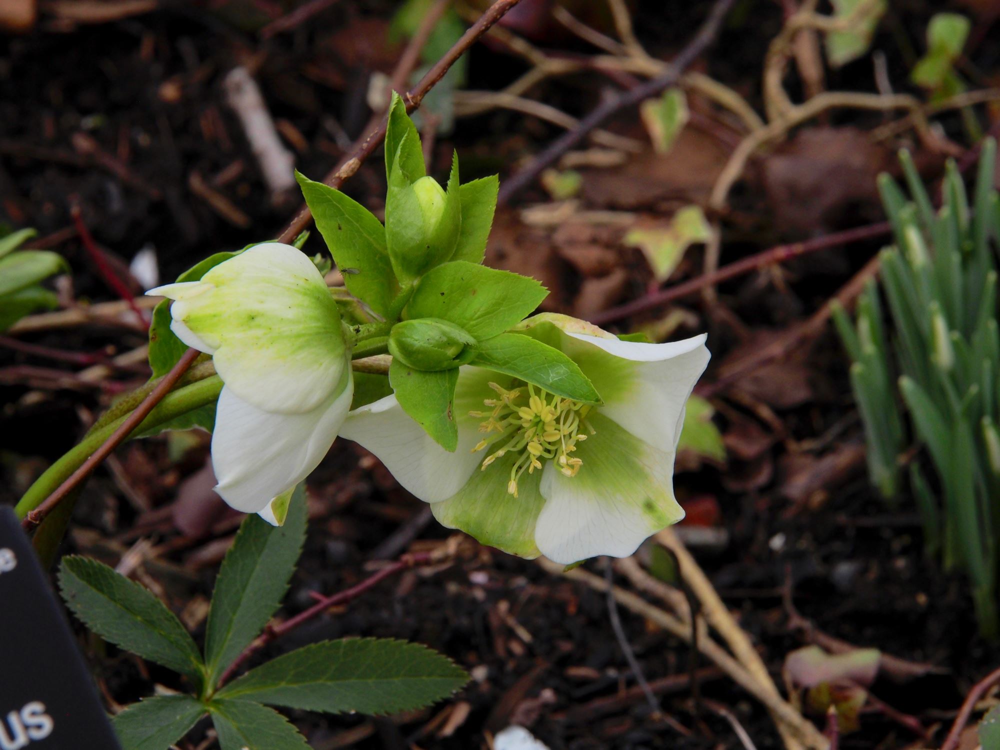 Image of Helleborus Ã— hybridus 'White Lady Spotted'