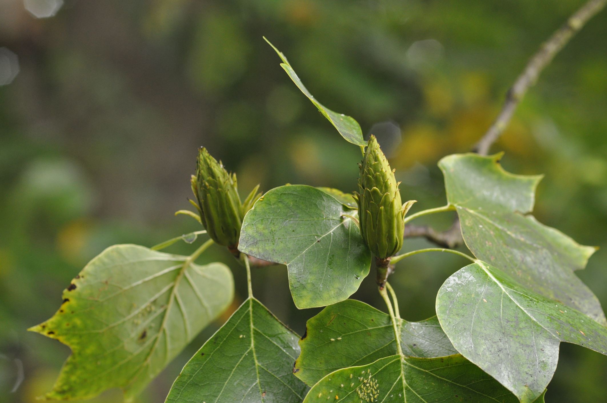 Image of Liriodendron tulipifera