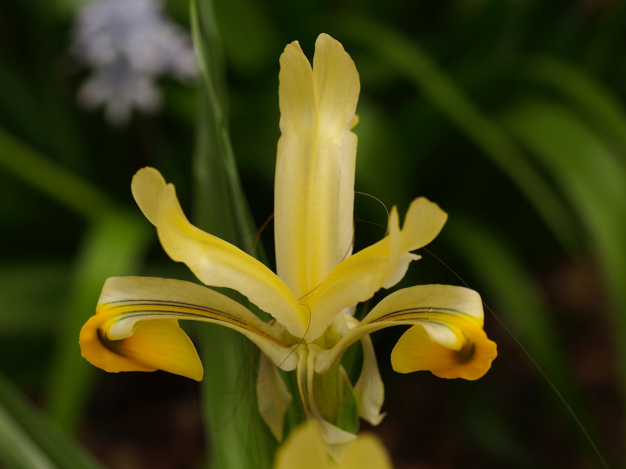 Image of Iris bucharica