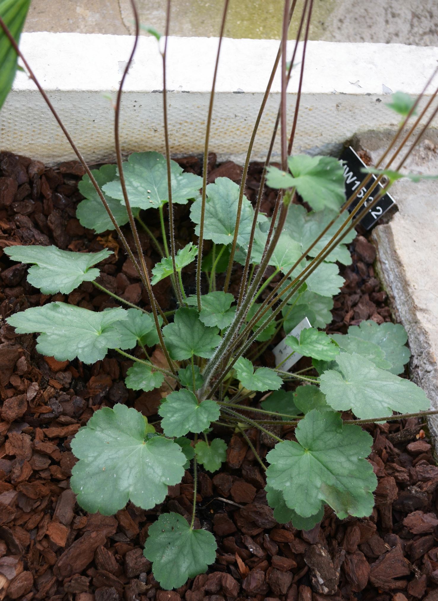 Image of Heuchera sanguinea