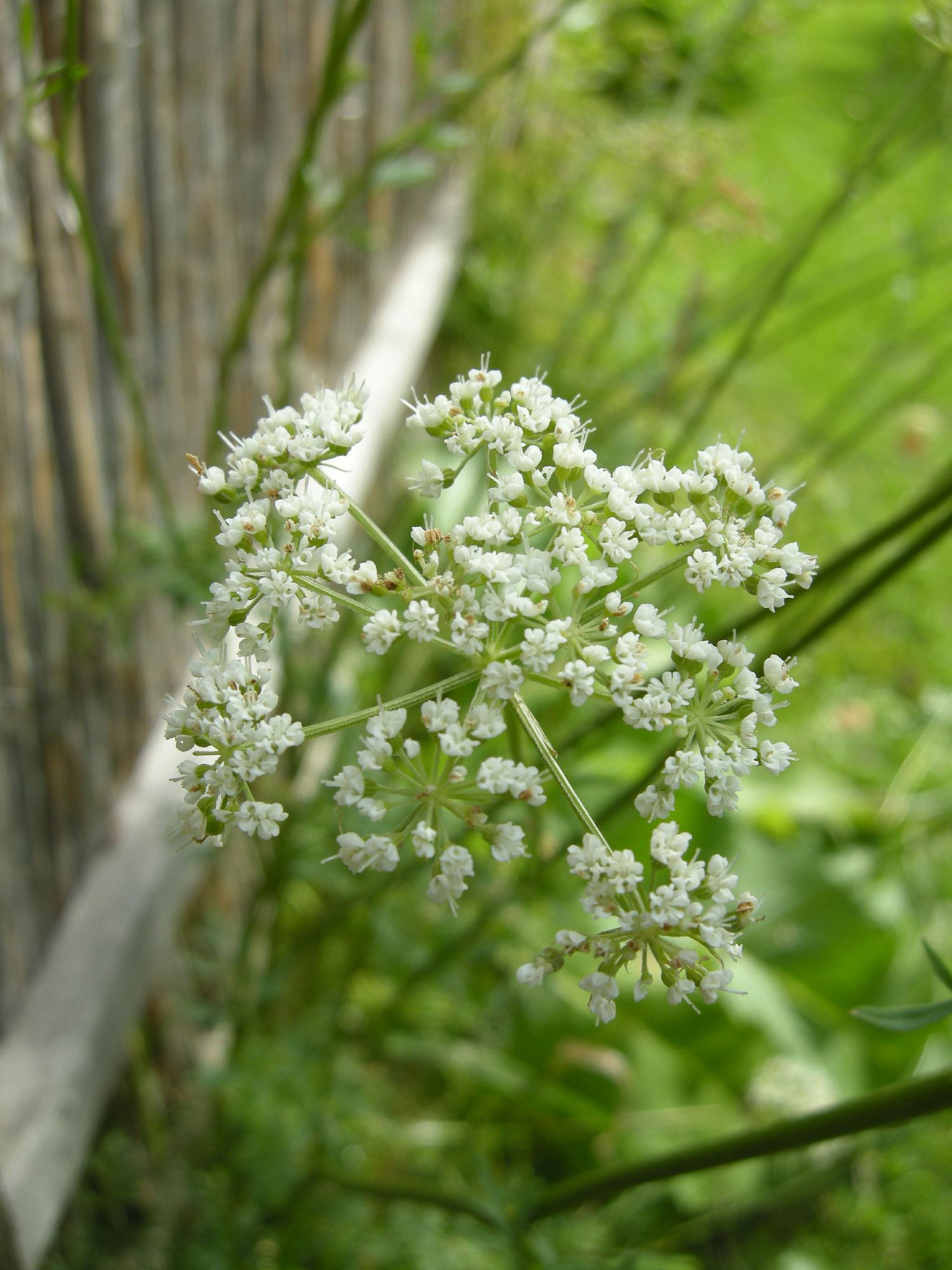Image of Selinum carvifolia
