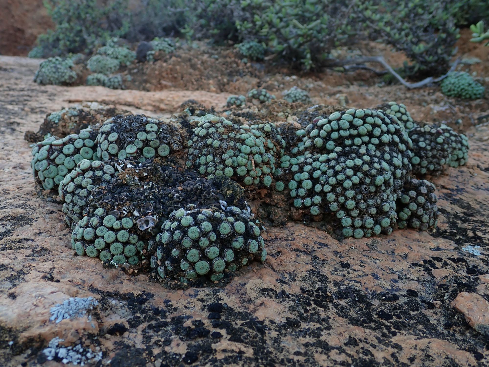 Image of Conophytum sp.