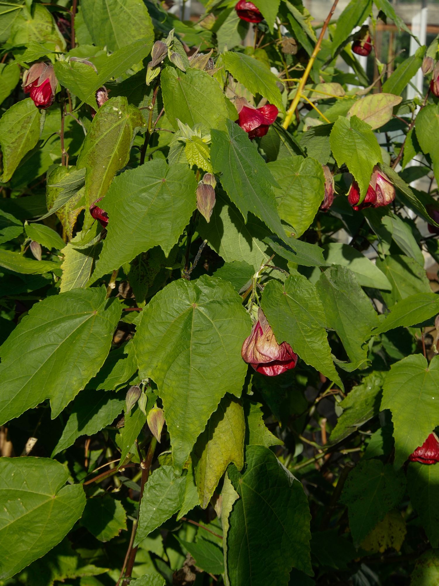 Image of Abutilon 'Nabob'