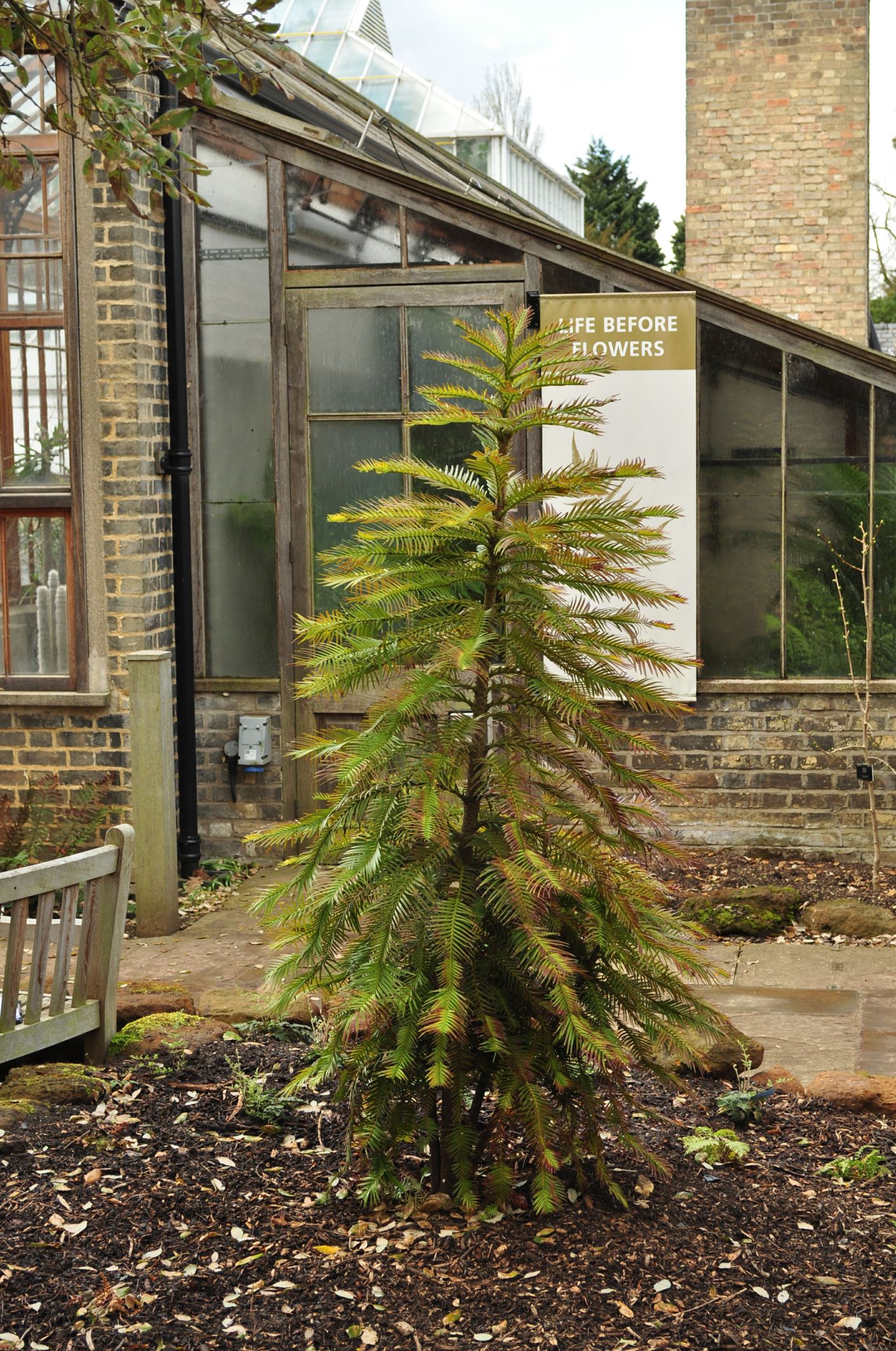Image of Wollemia nobilis