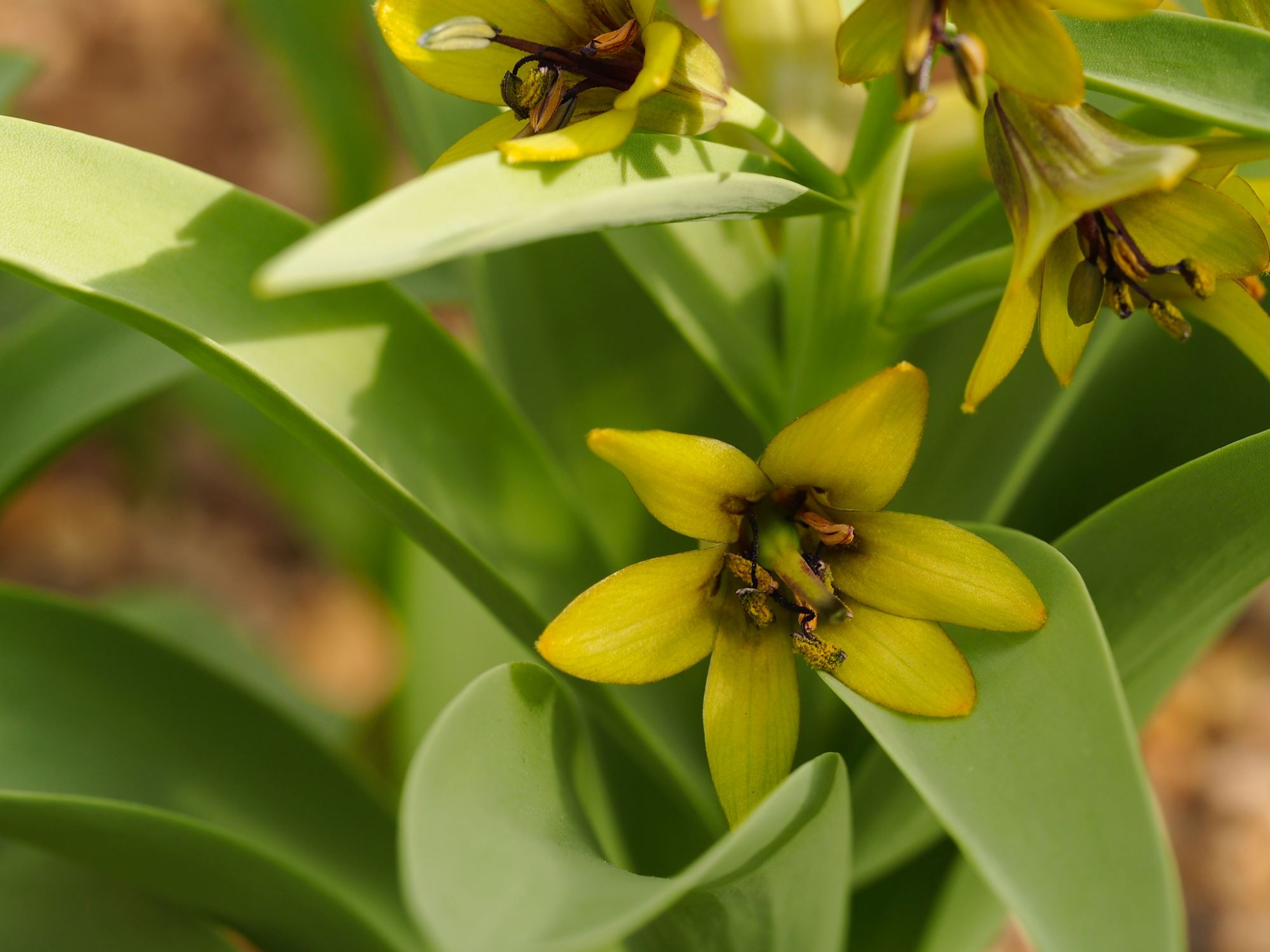 Image of Fritillaria sewerzowii