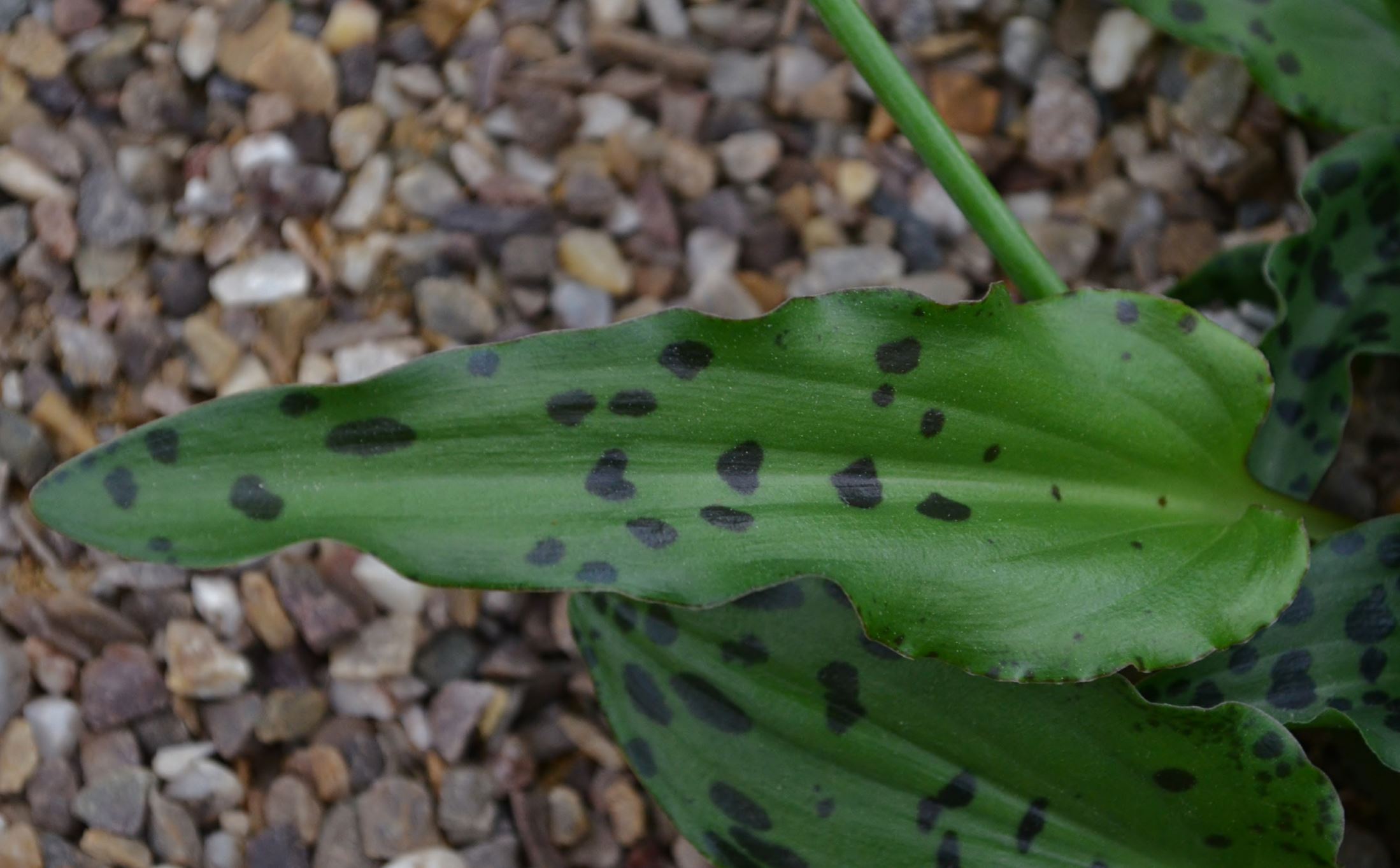 Image of Drimiopsis maculata