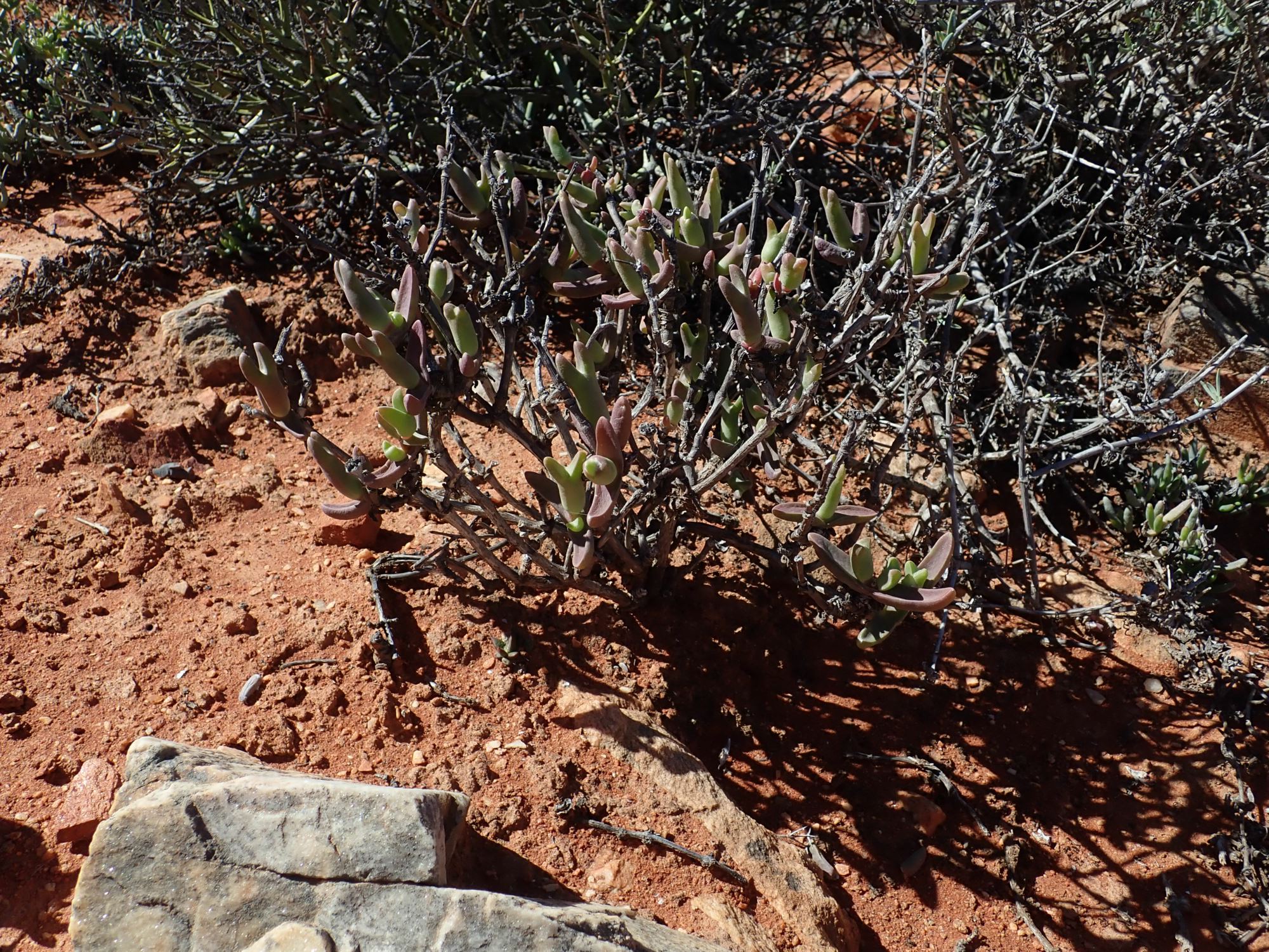 Image of Mitrophyllum sp.