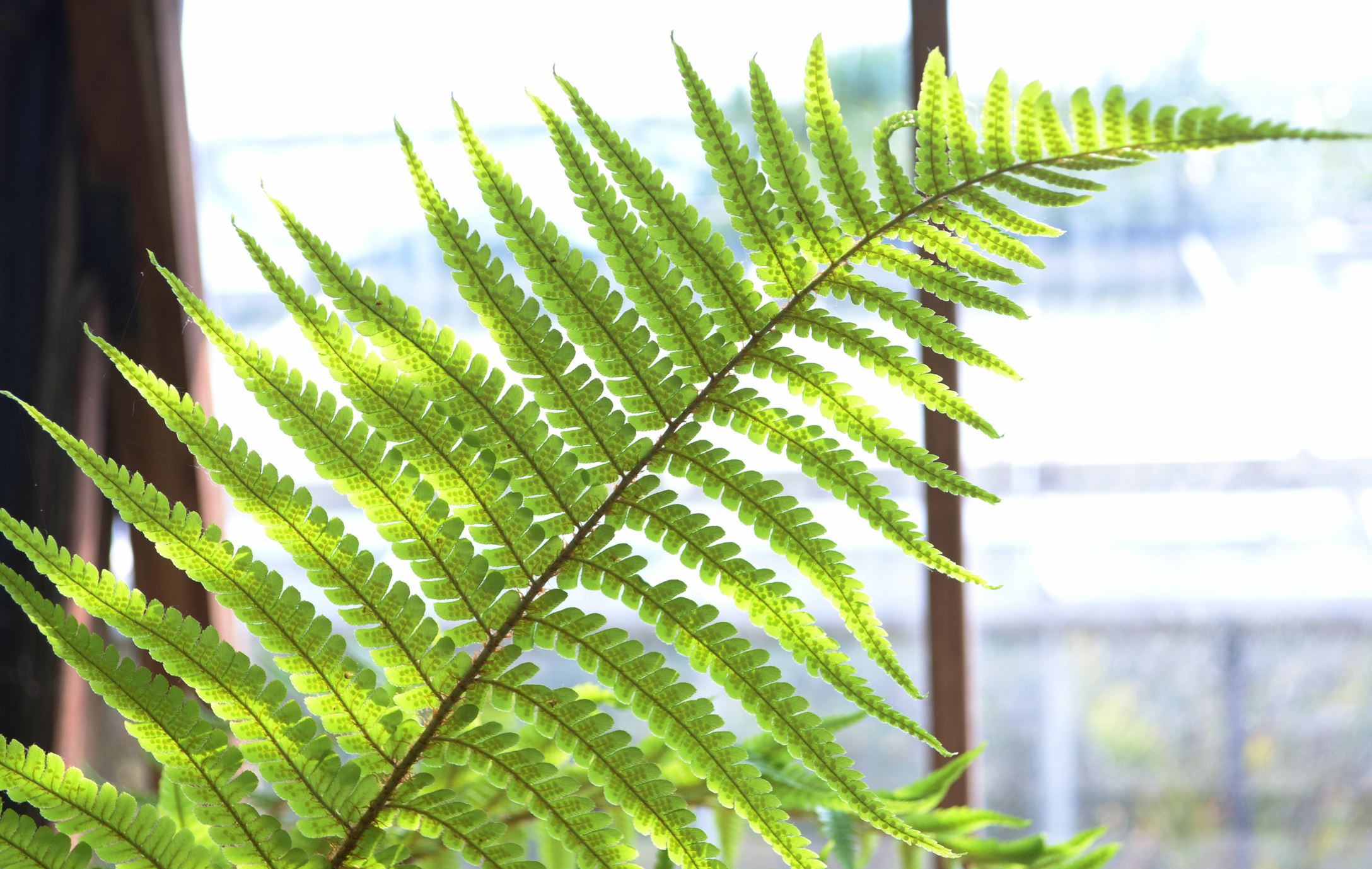 Image of Dryopteris crassirhizoma
