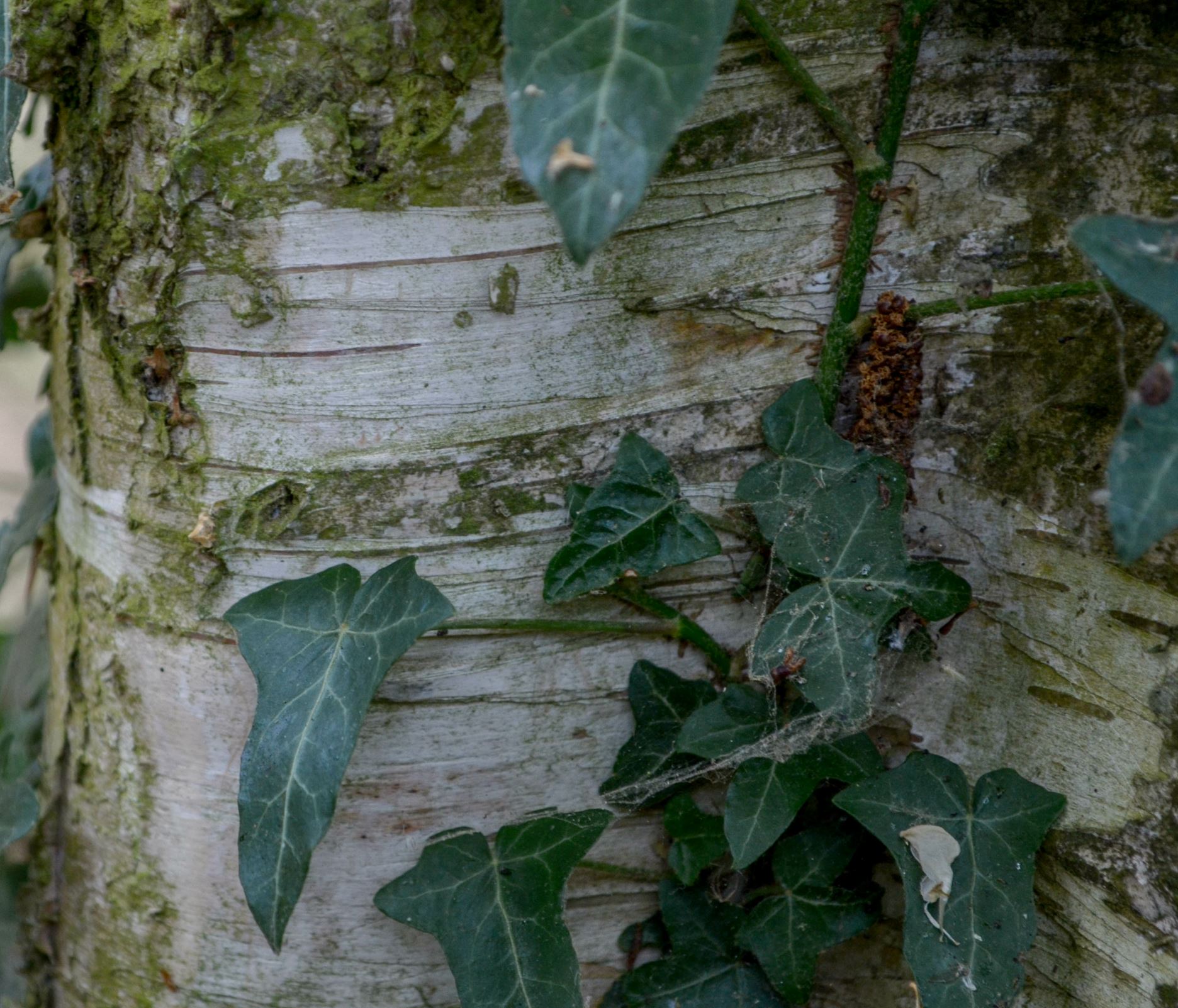 Image of Betula pubescens var. pubescens