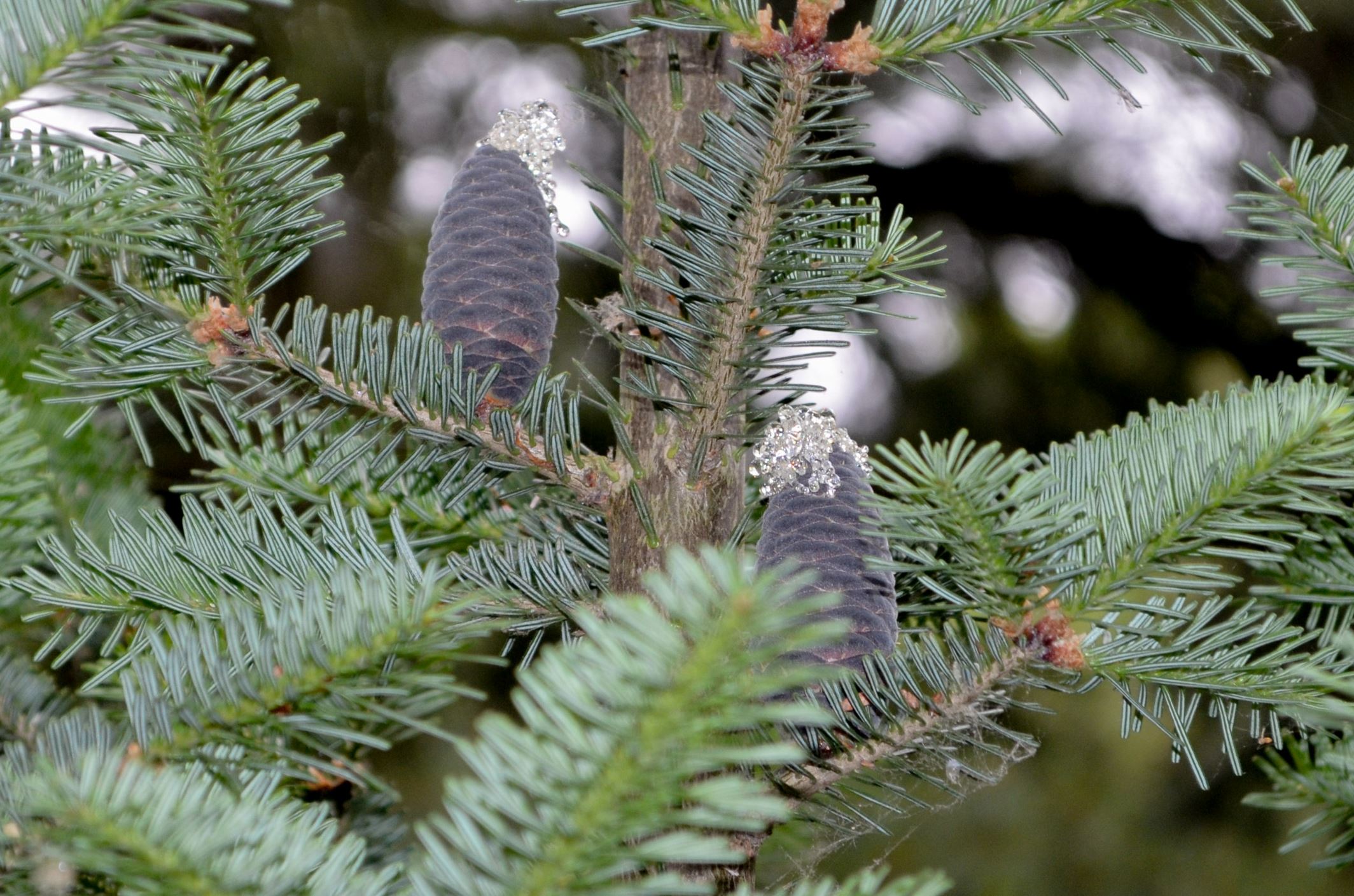 Image of Abies Ã— phanerolepis