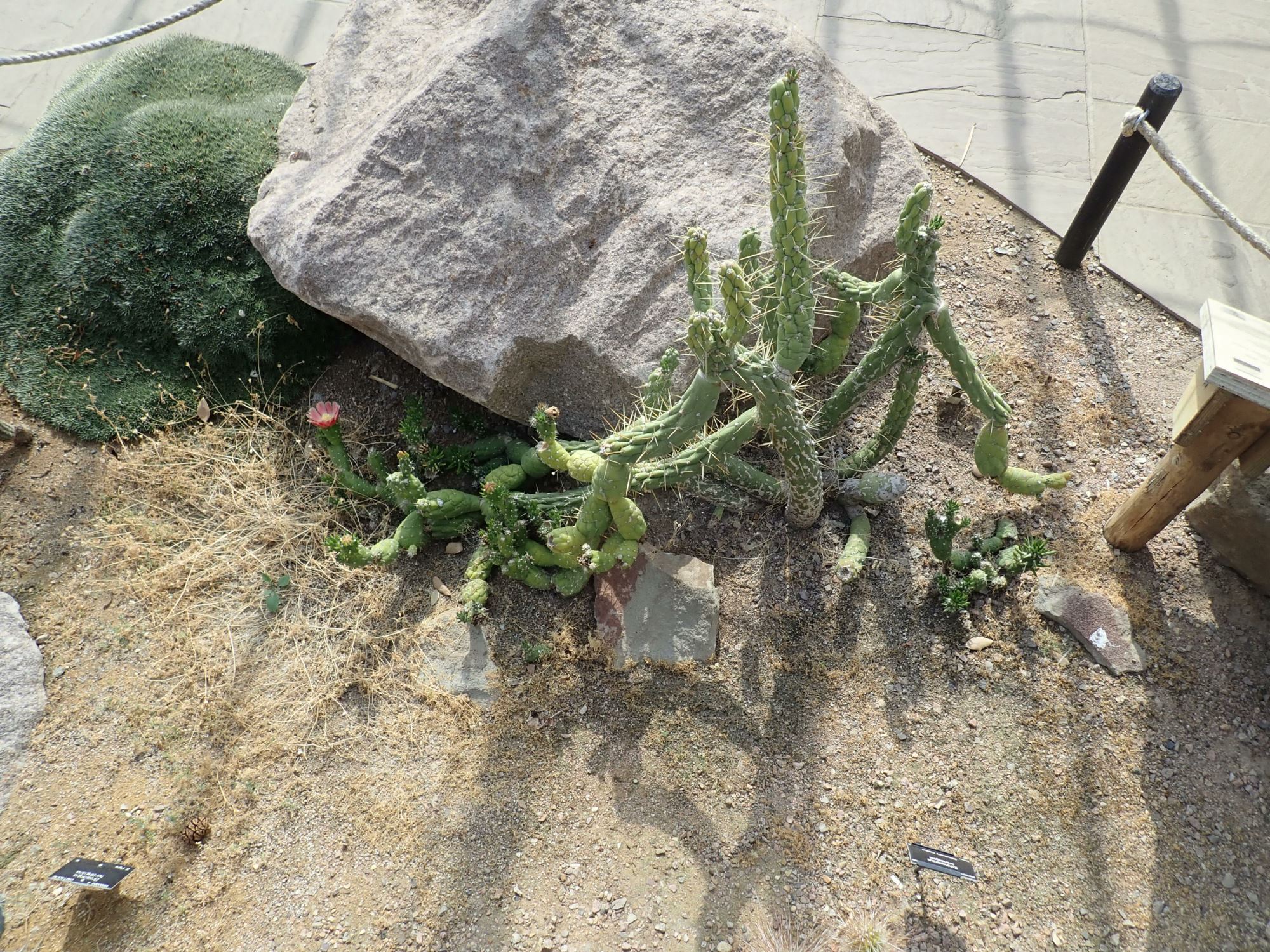 Image of Austrocylindropuntia subulata subsp. subulata
