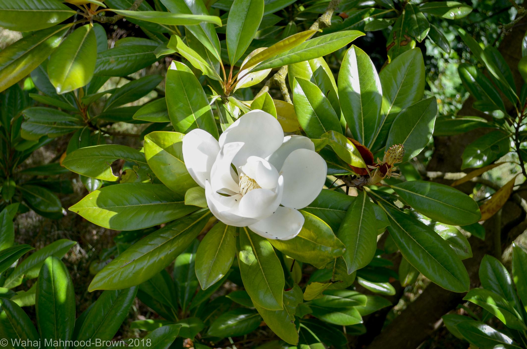 Image of Magnolia grandiflora