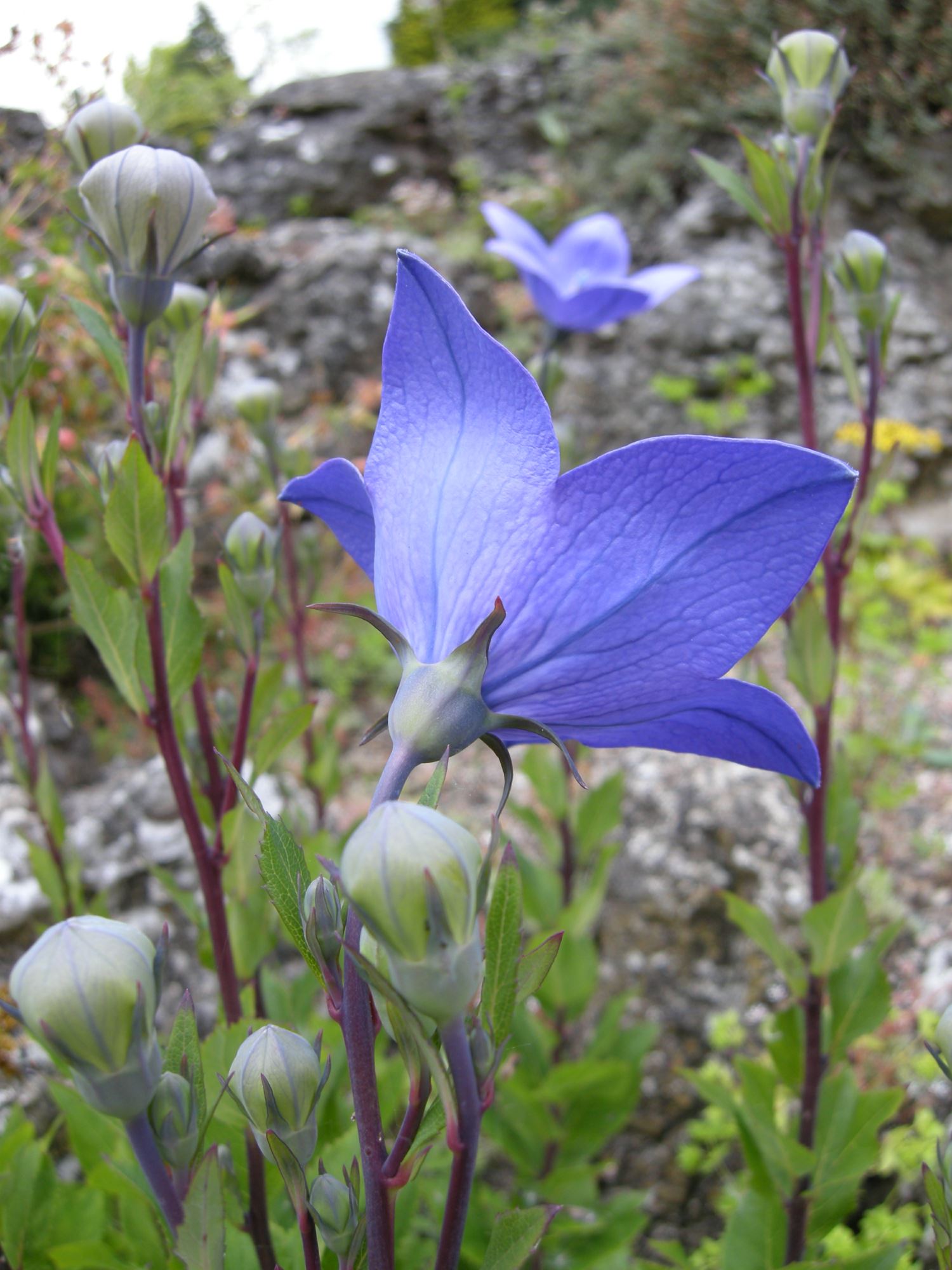 Image of Platycodon grandiflorus