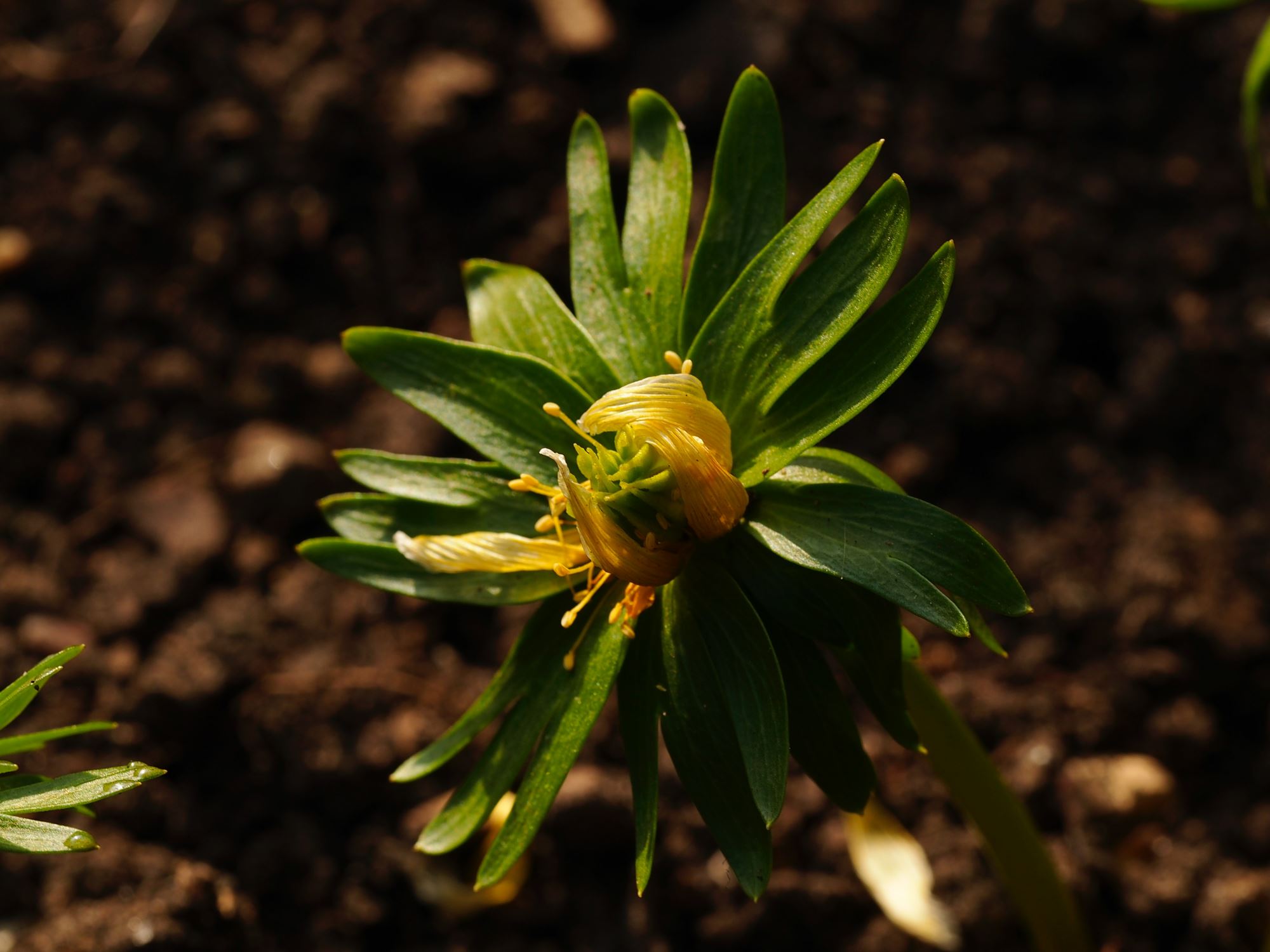 Image of Eranthis cilicica
