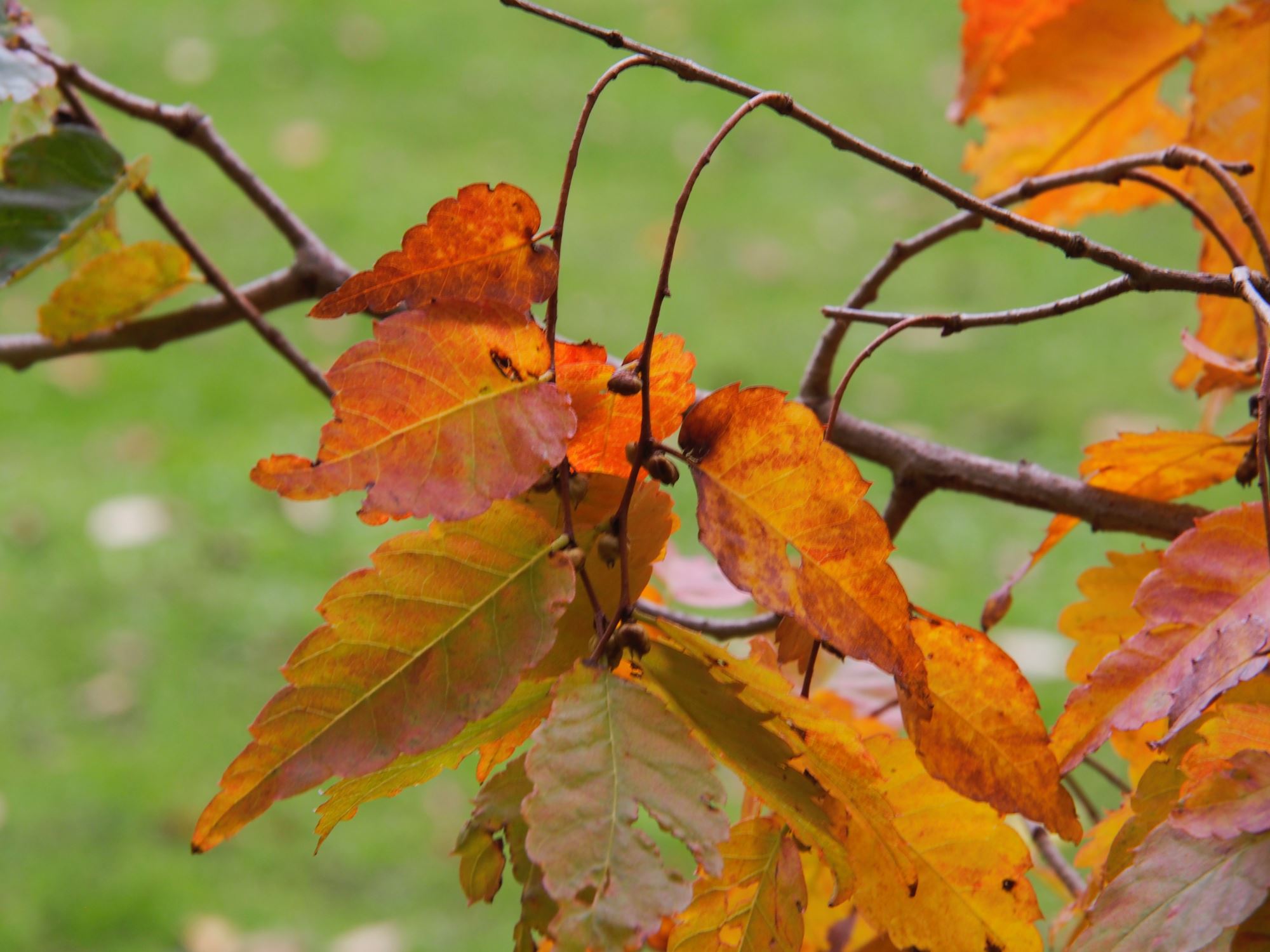 Image of Zelkova serrata