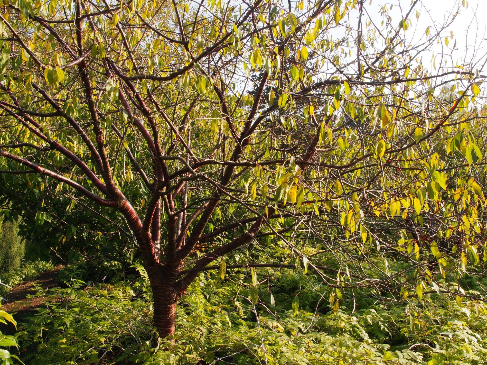Image of Prunus serrula
