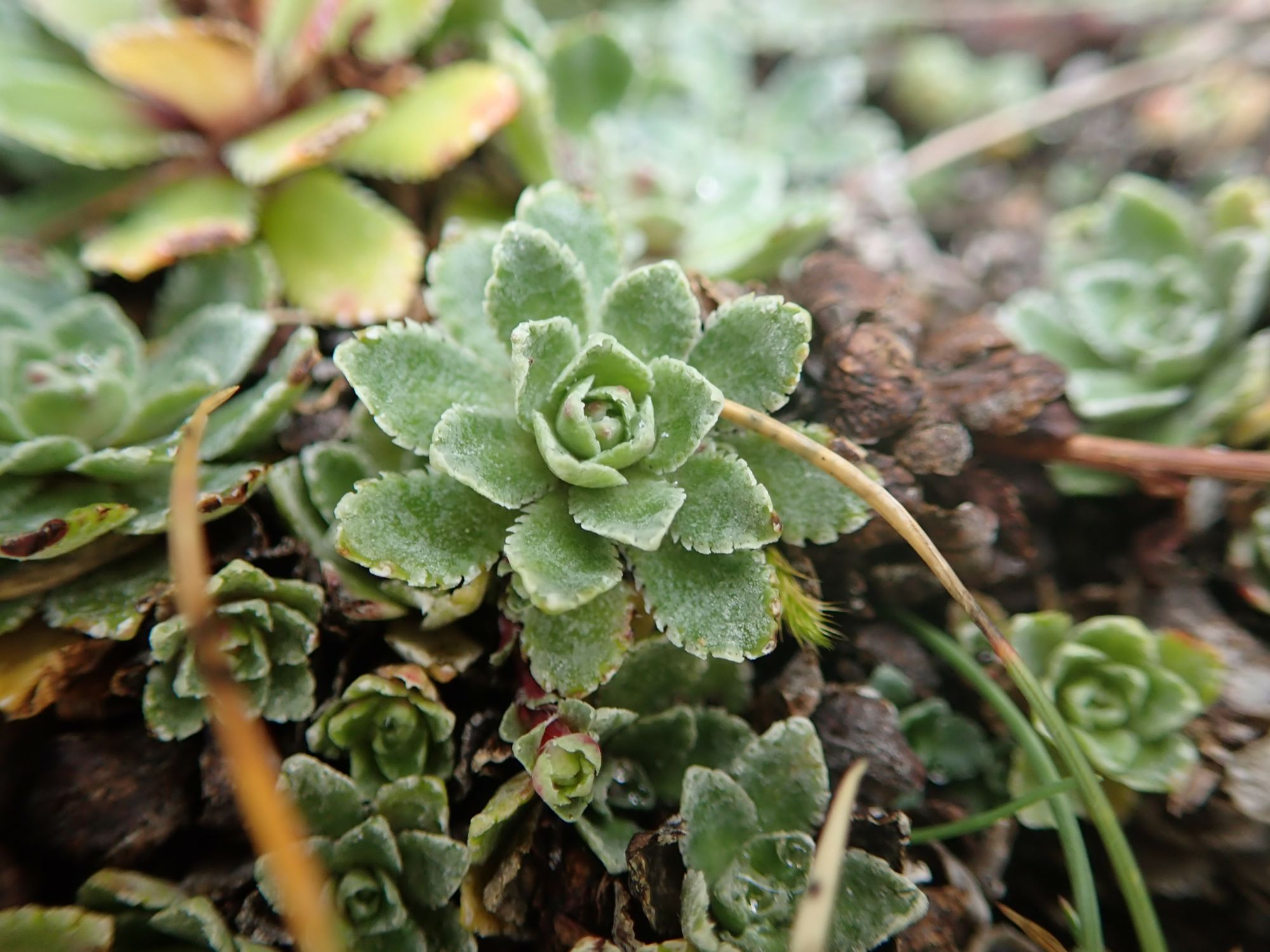 Image of Saxifraga paniculata