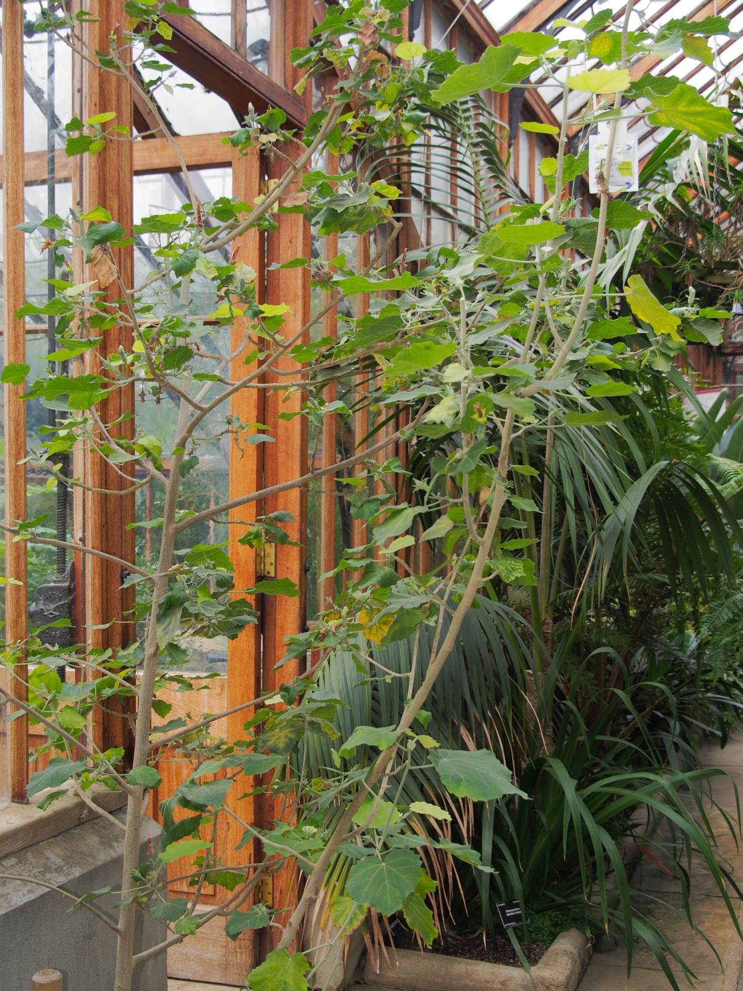 Image of Hibiscadelphus distans