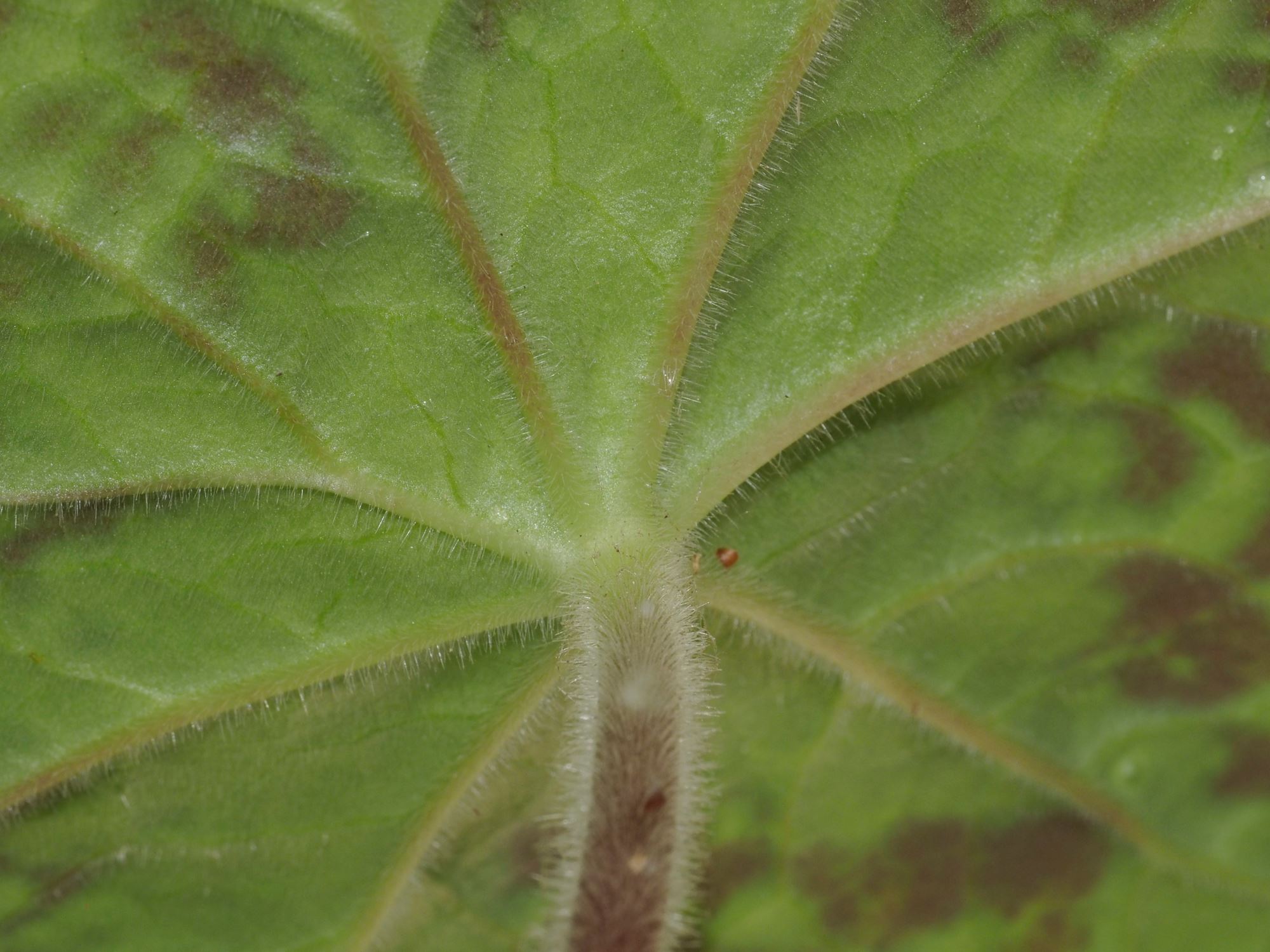 Image of Podophyllum 'Spotty Dotty'