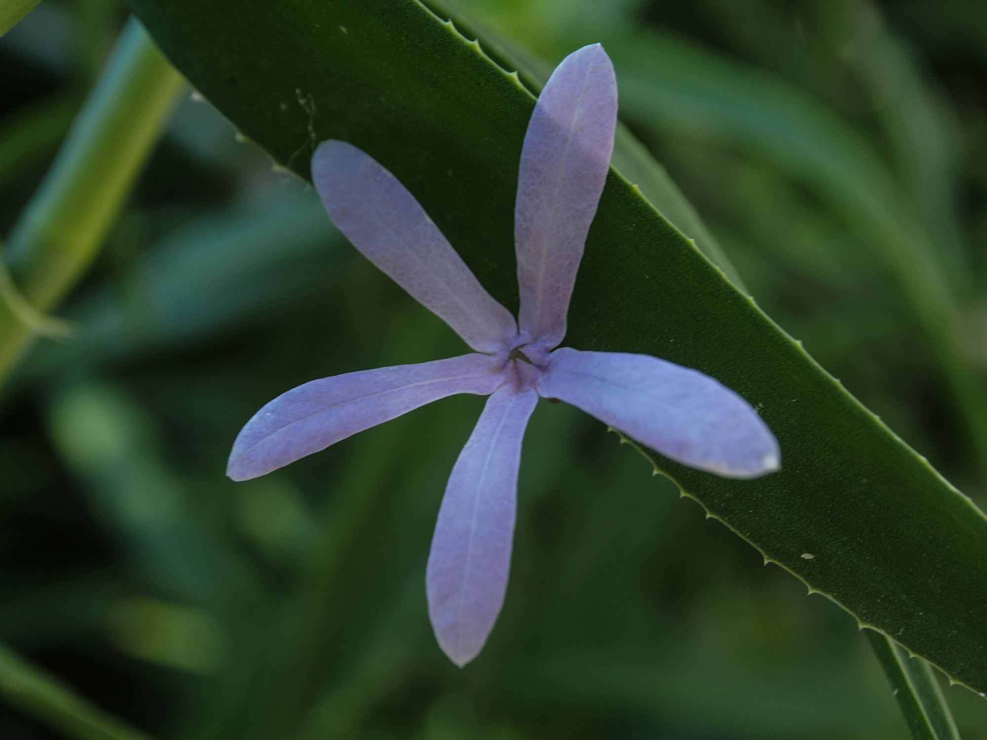 Image of Aloiampelos ciliaris