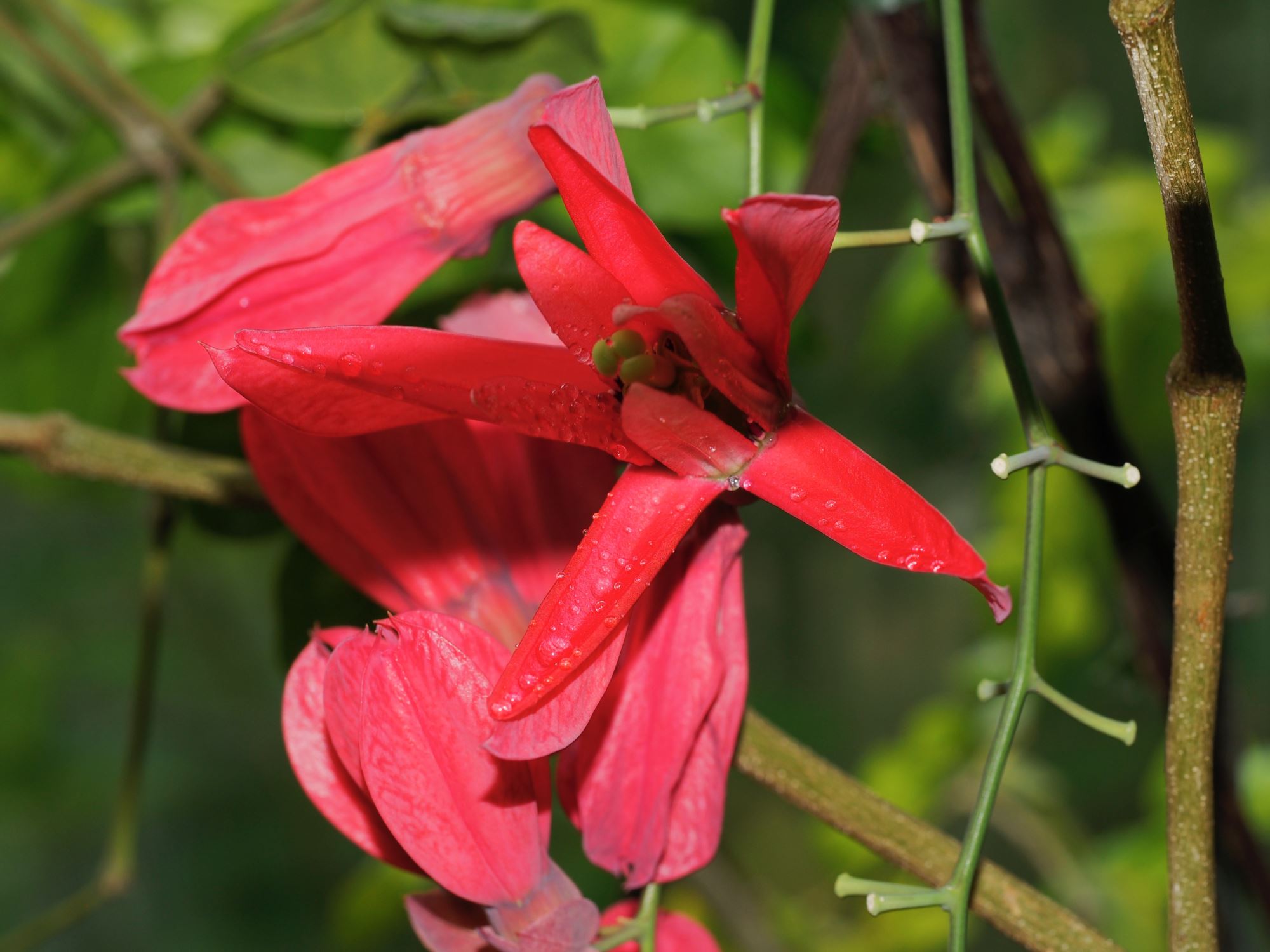 Image of Passiflora racemosa