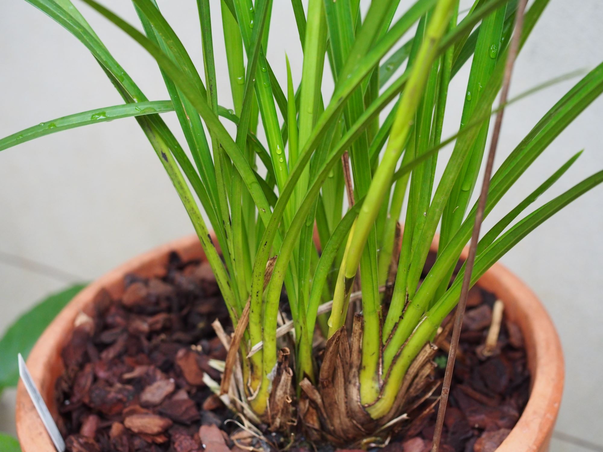 Image of Cymbidium erythraeum