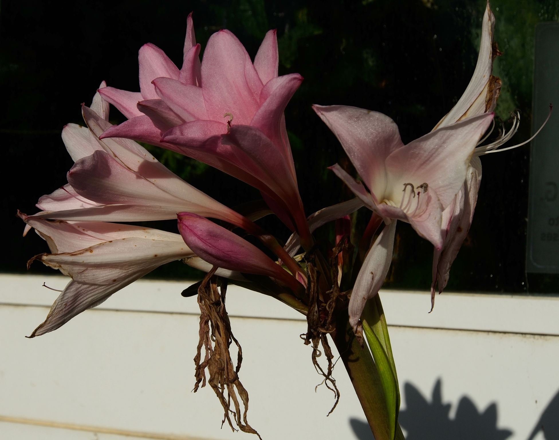 Image of Ã— Amarcrinum memoria-corsii 'Howardii'