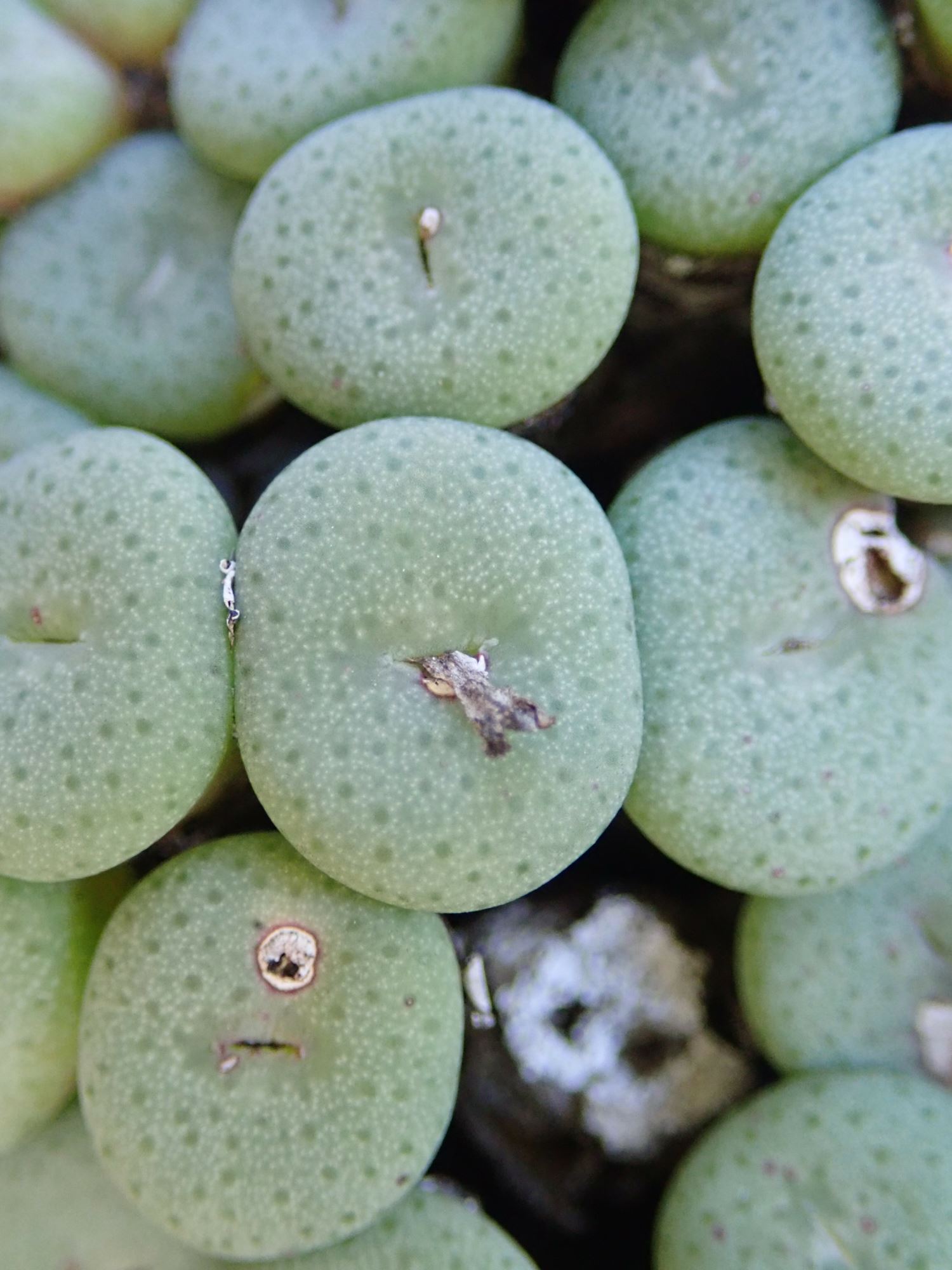 Image of Conophytum reconditum