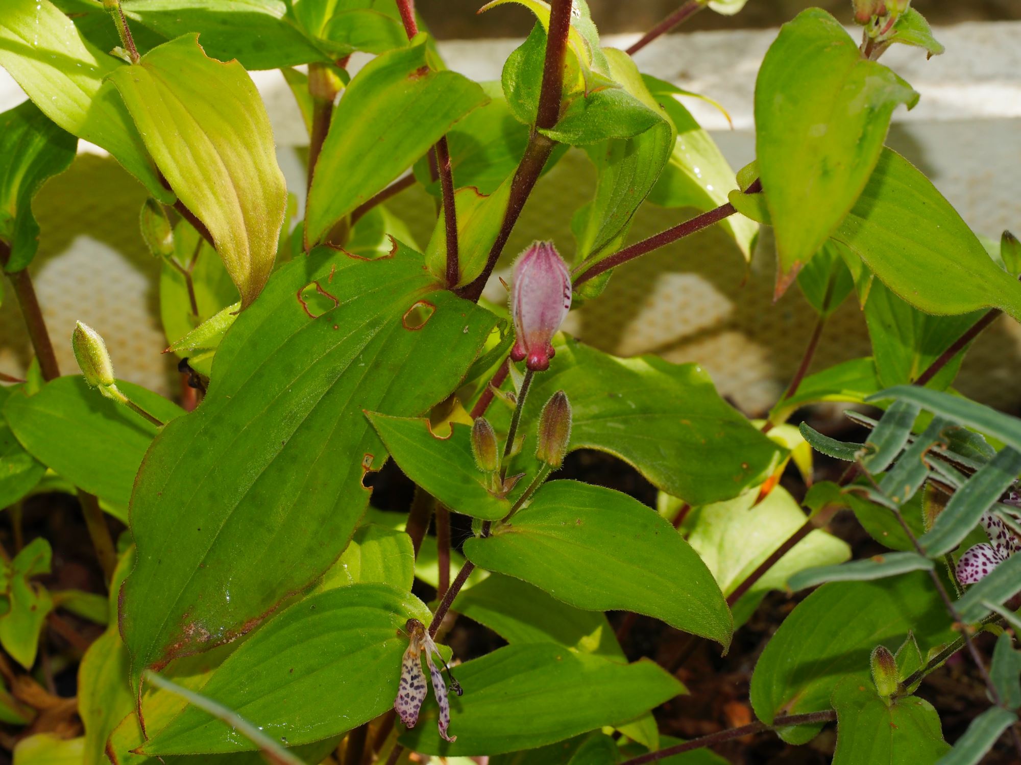 Image of Tricyrtis stolonifera