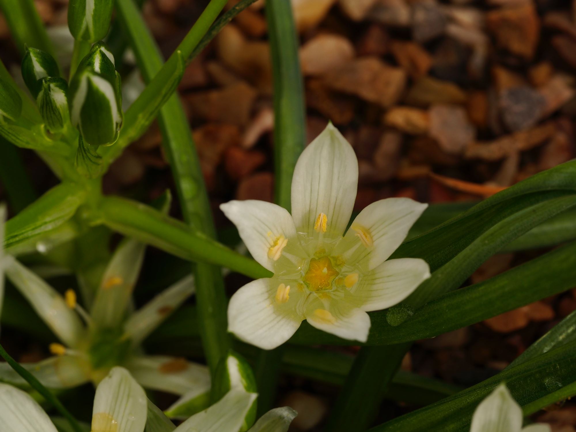 Image of Ornithogalum oligophyllum