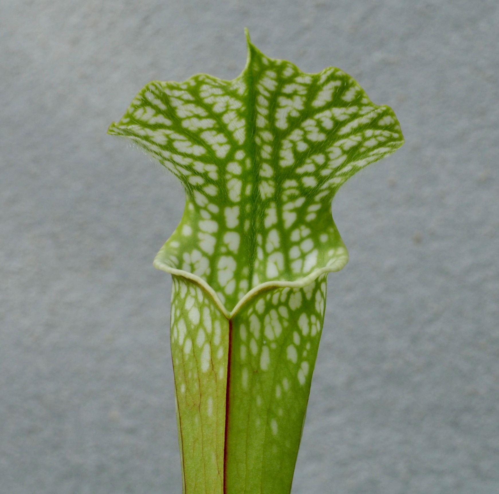 Image of Sarracenia leucophylla