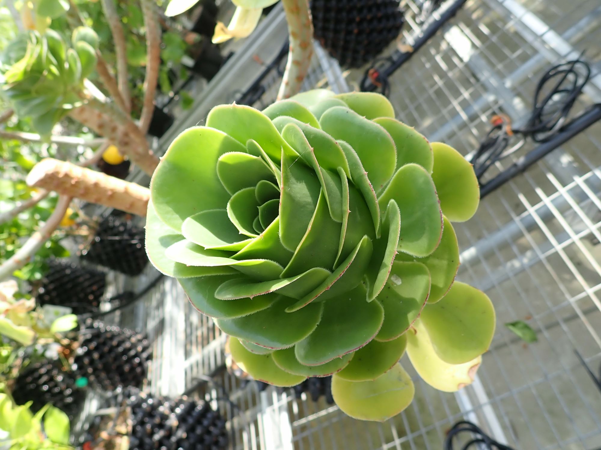 Image of Aeonium arboreum var. arboreum