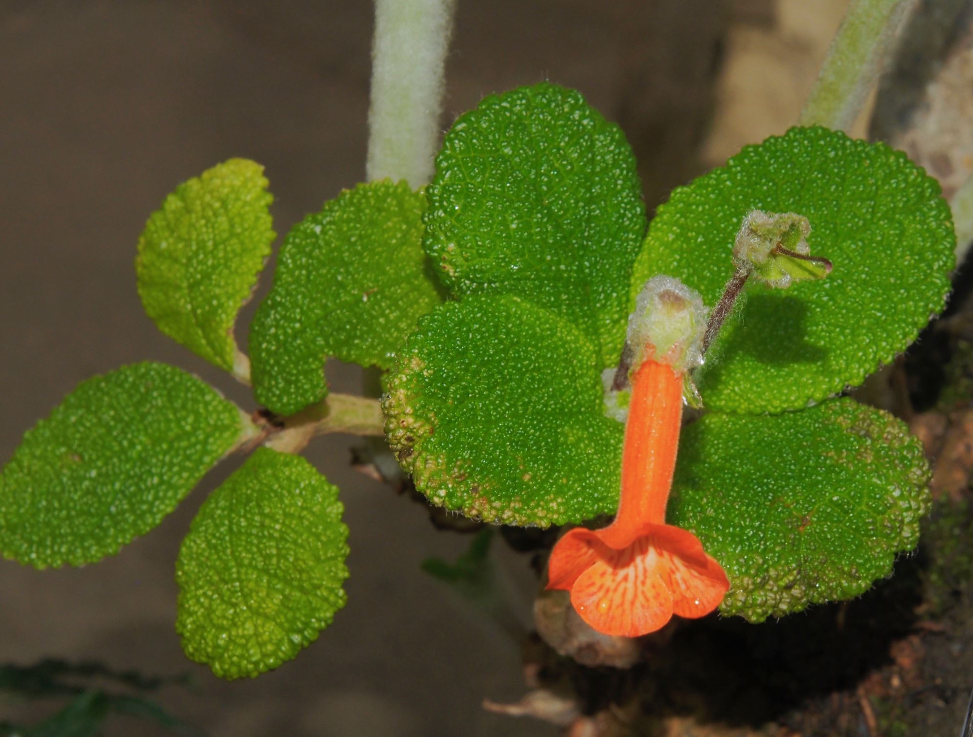 Image of Sinningia bullata