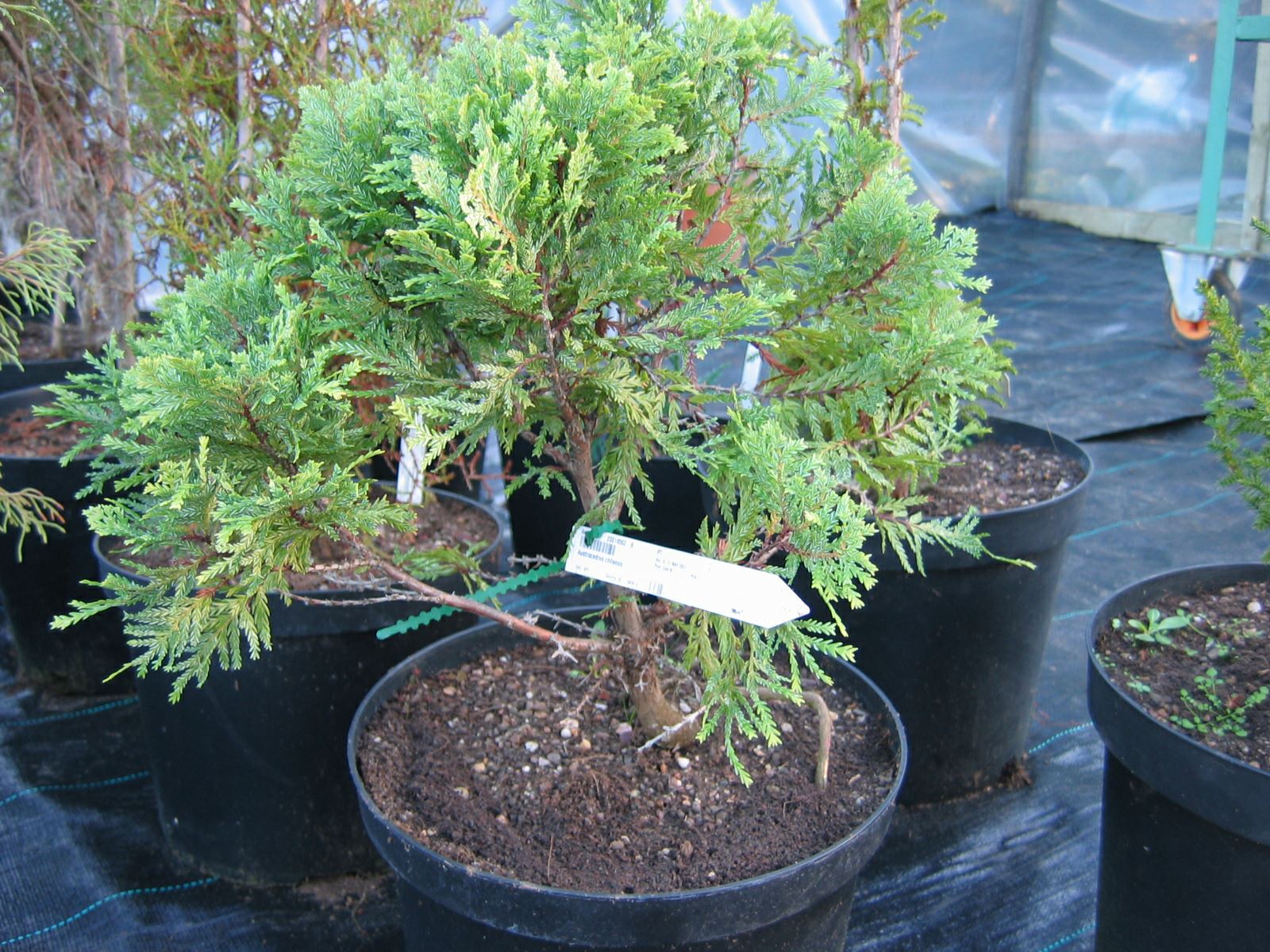 Image of Austrocedrus chilensis