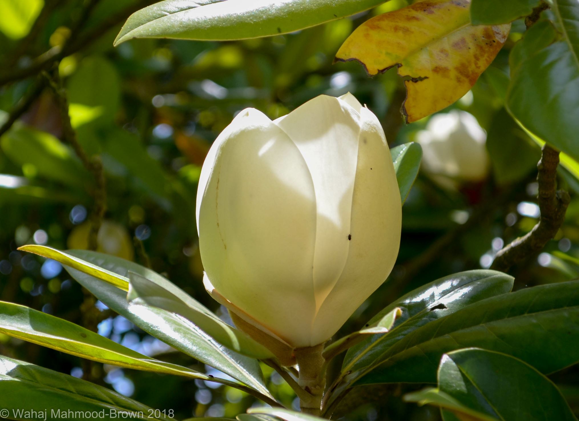 Image of Magnolia grandiflora