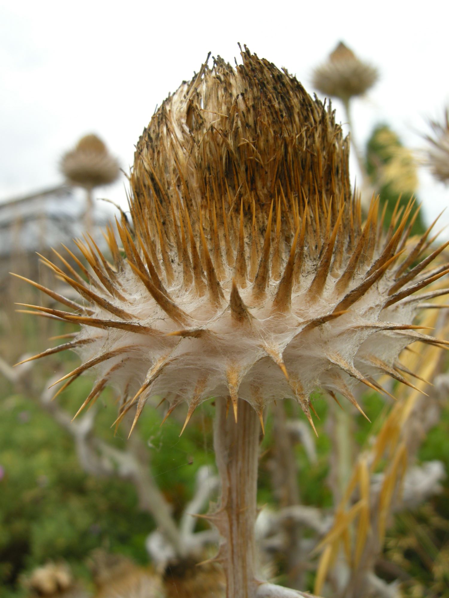 Image of Onopordum acanthium