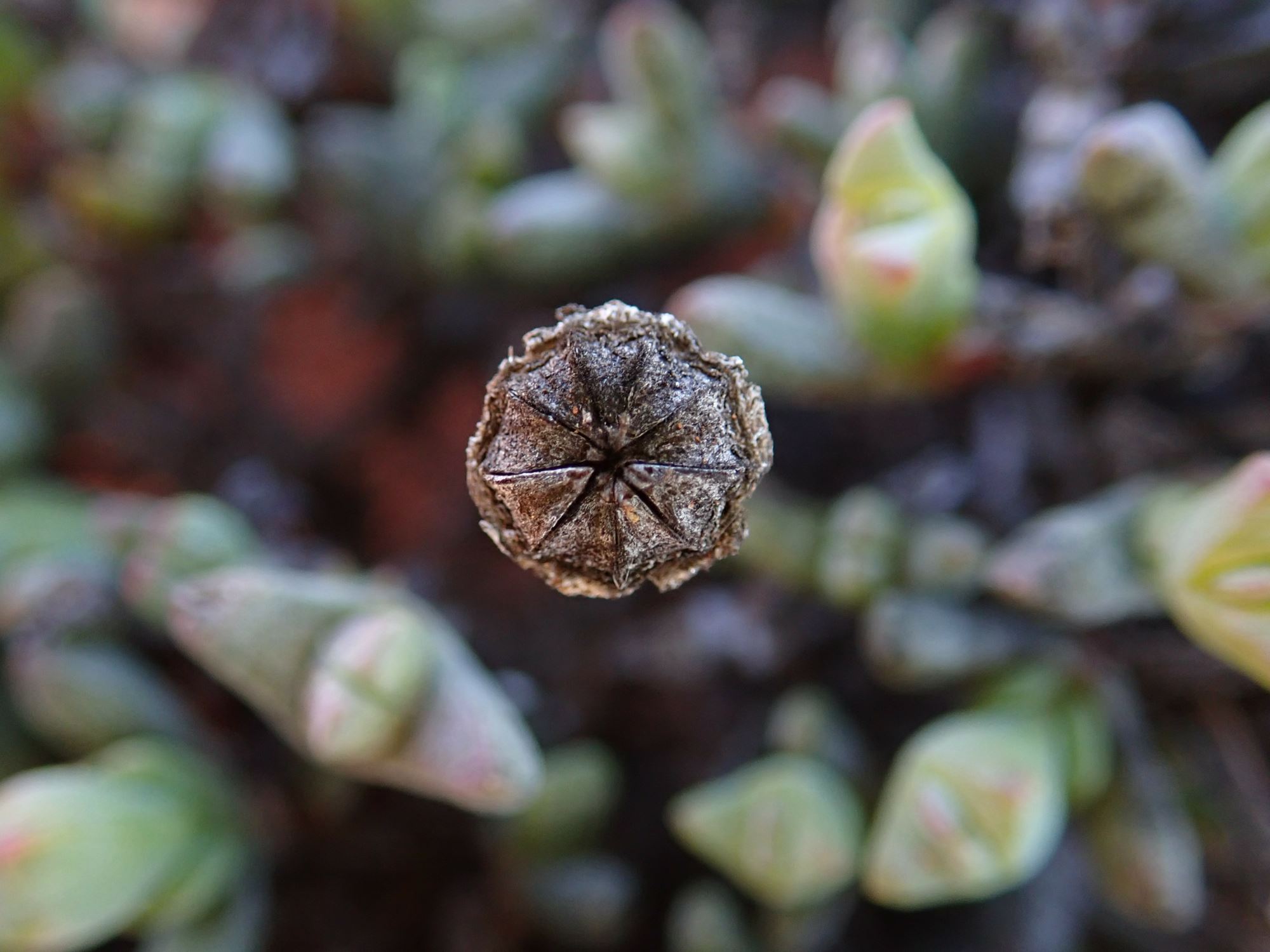 Image of Leipoldtia sp.