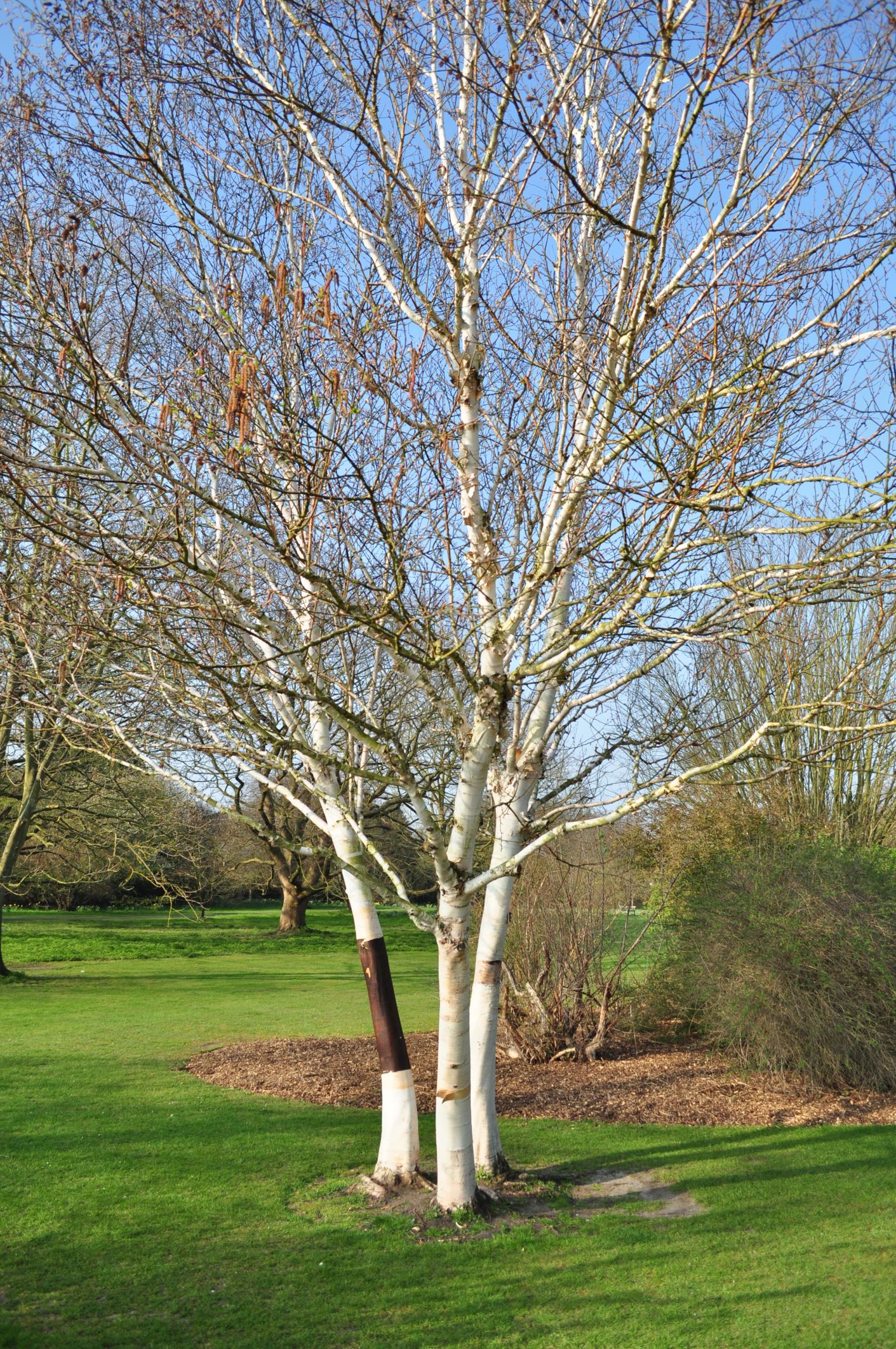 Image of Betula utilis subsp. jacquemontii