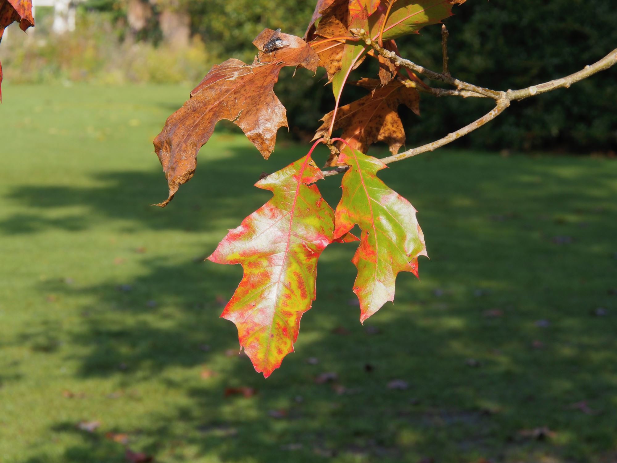 Image of Quercus velutina