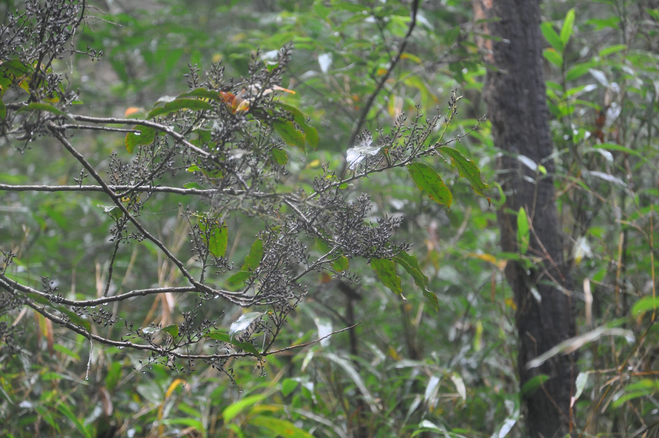 Image of Indet. Styracaceae