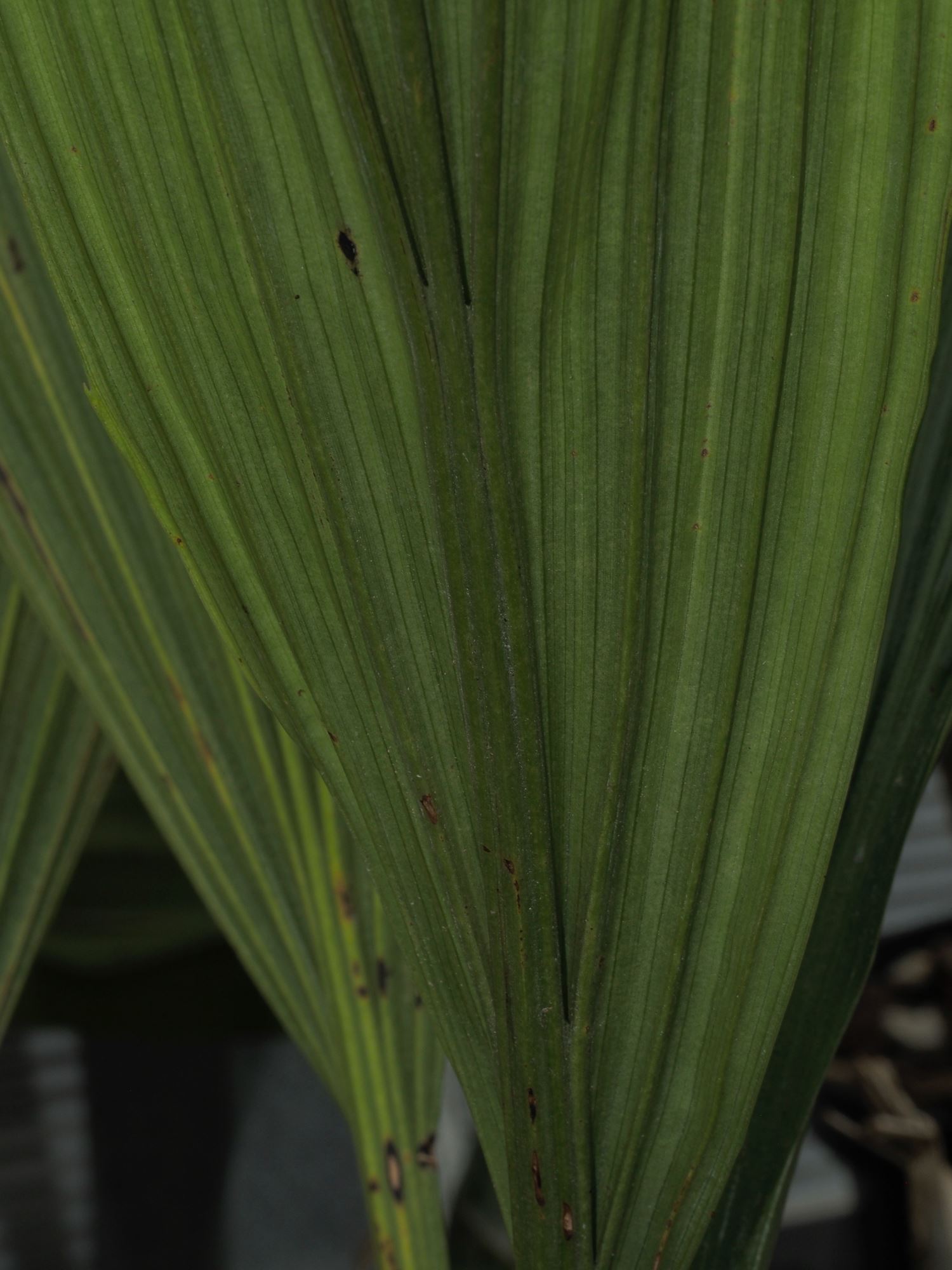 Image of Neomoorea wallisii