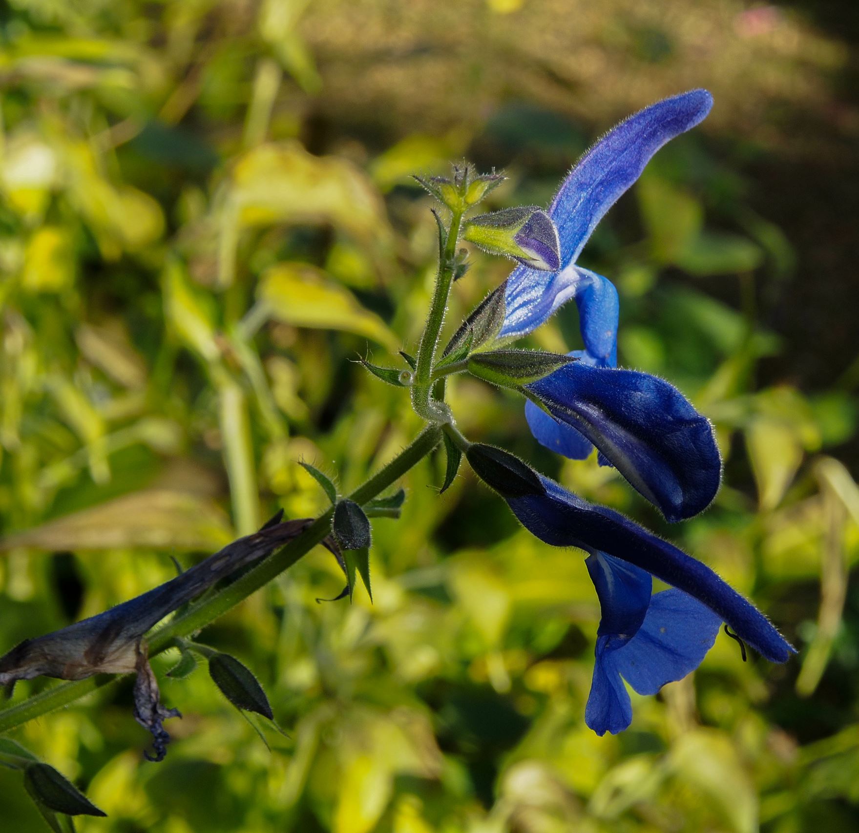 Image of Salvia patens