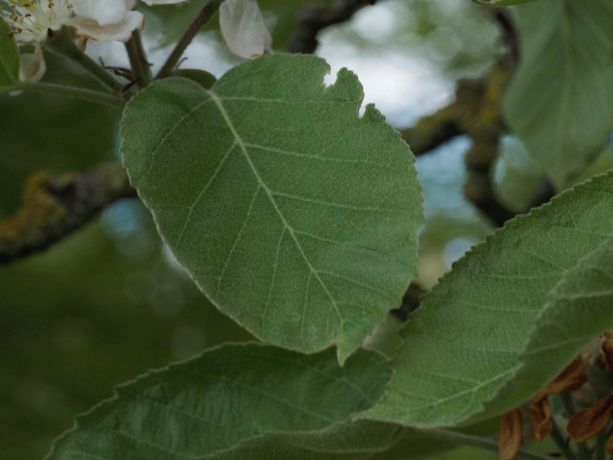 Image of Malus tschonoskii