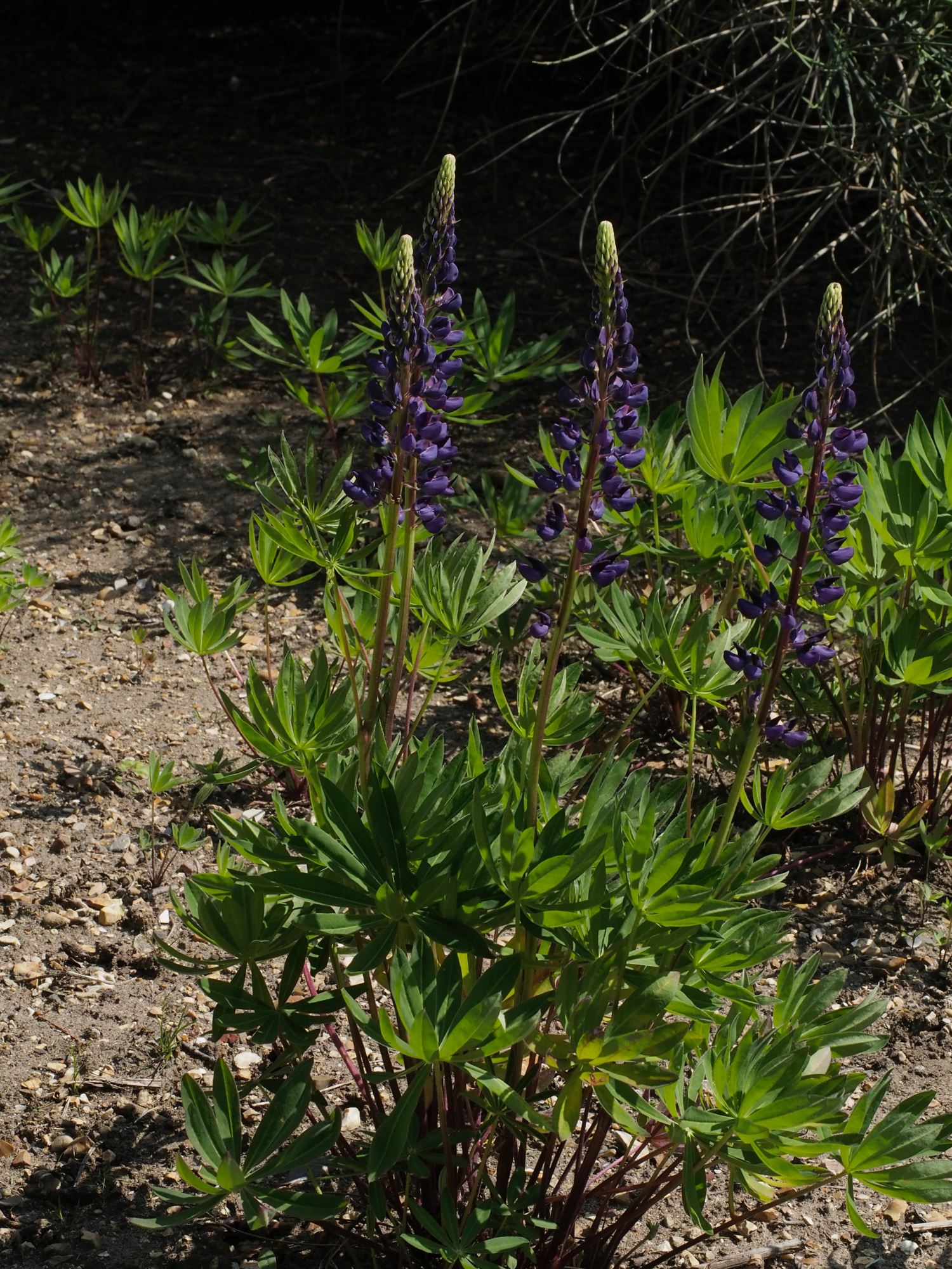 Image of Lupinus polyphyllus