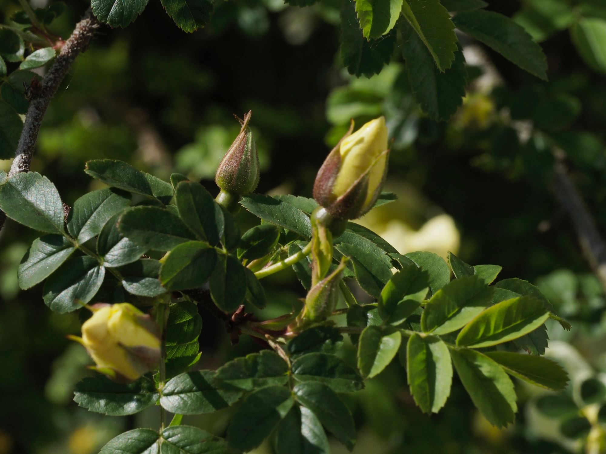 Image of Rosa Ã— pteragonis 'Cantabrigiensis'