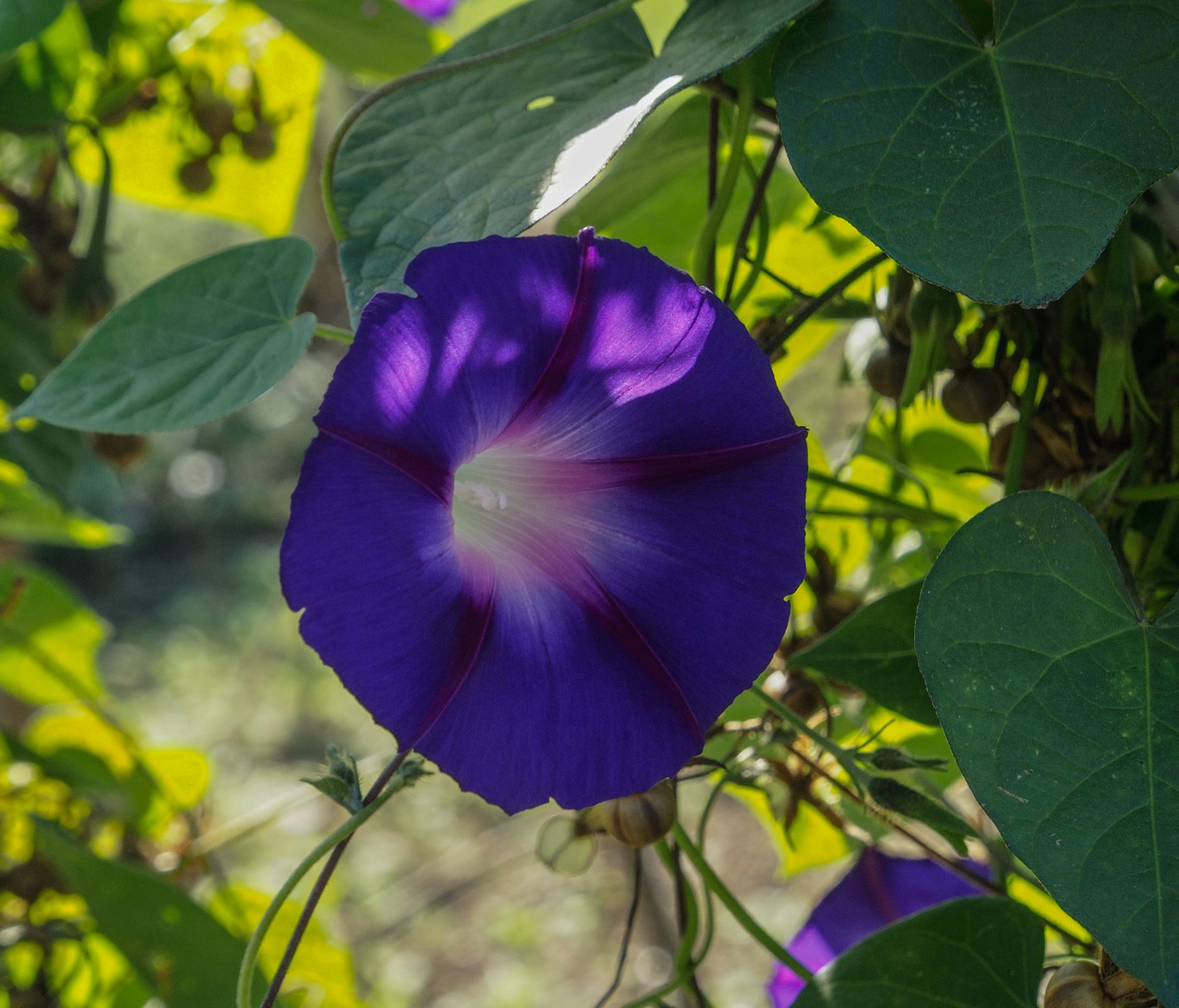 Image of Ipomoea 'Star of Yalta'